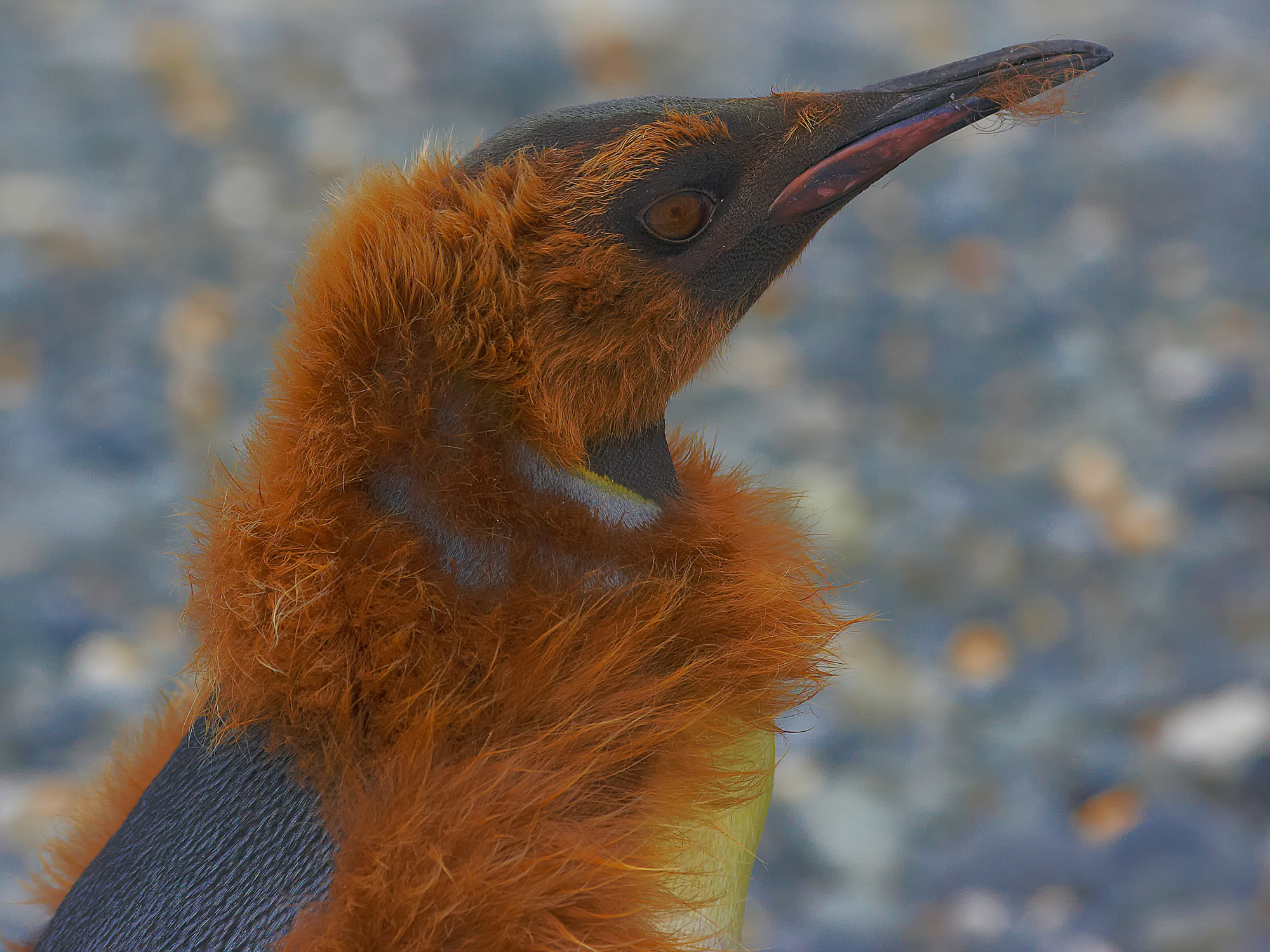 king penguin