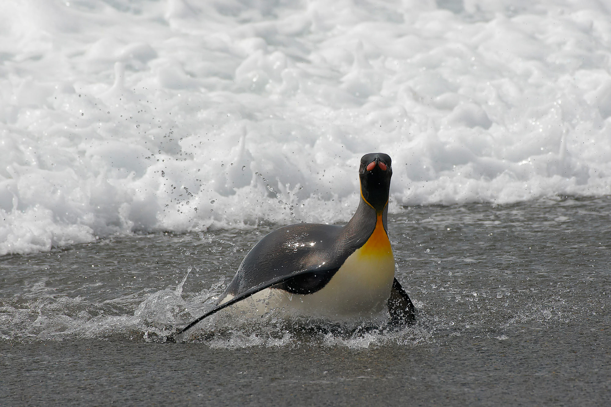 king penguin