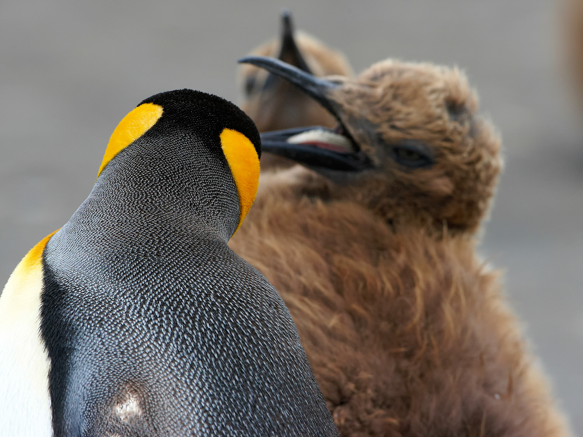 young king penguin begs for food