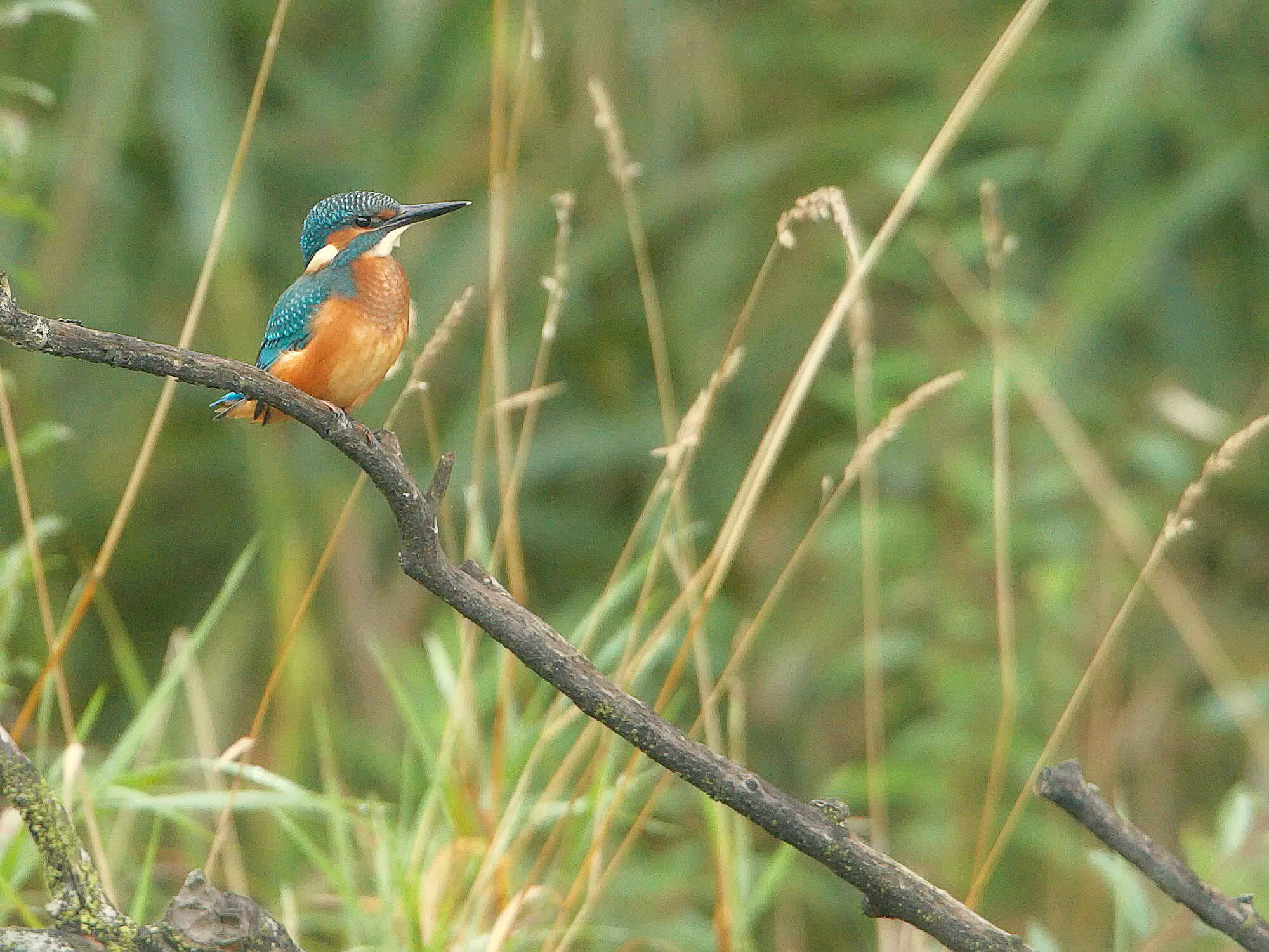 king fisher