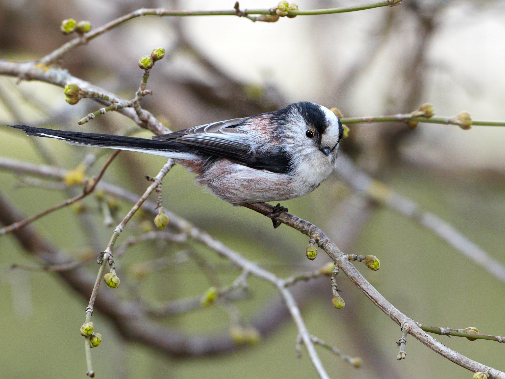 long-tailed tit