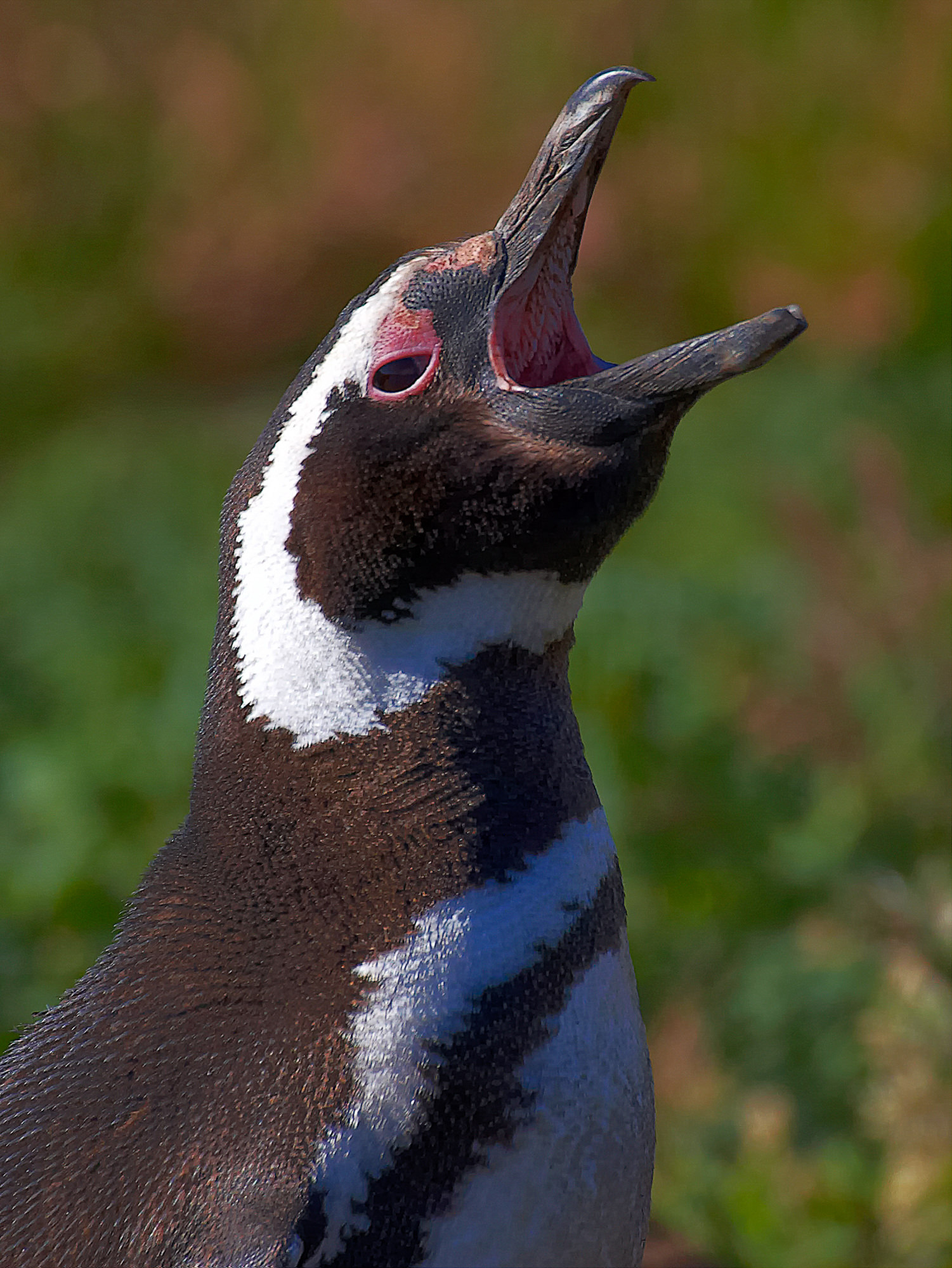 magellanic penguin