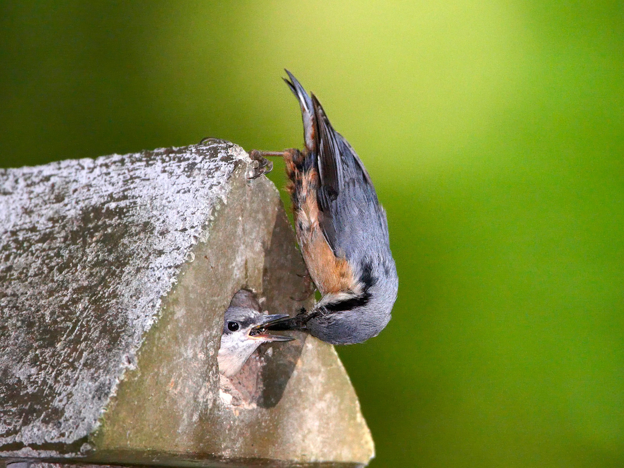 nuthatch