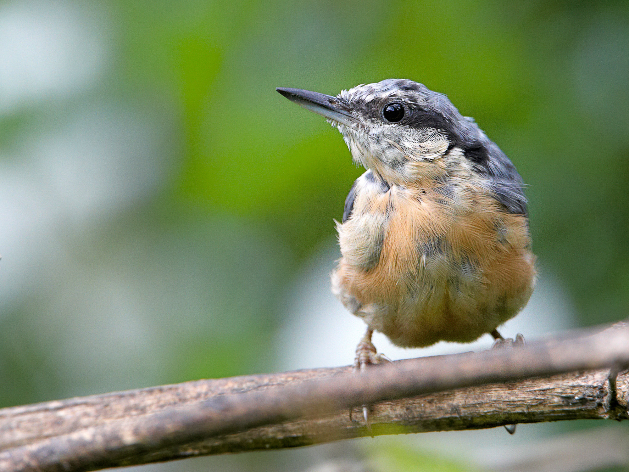 nuthatch chick