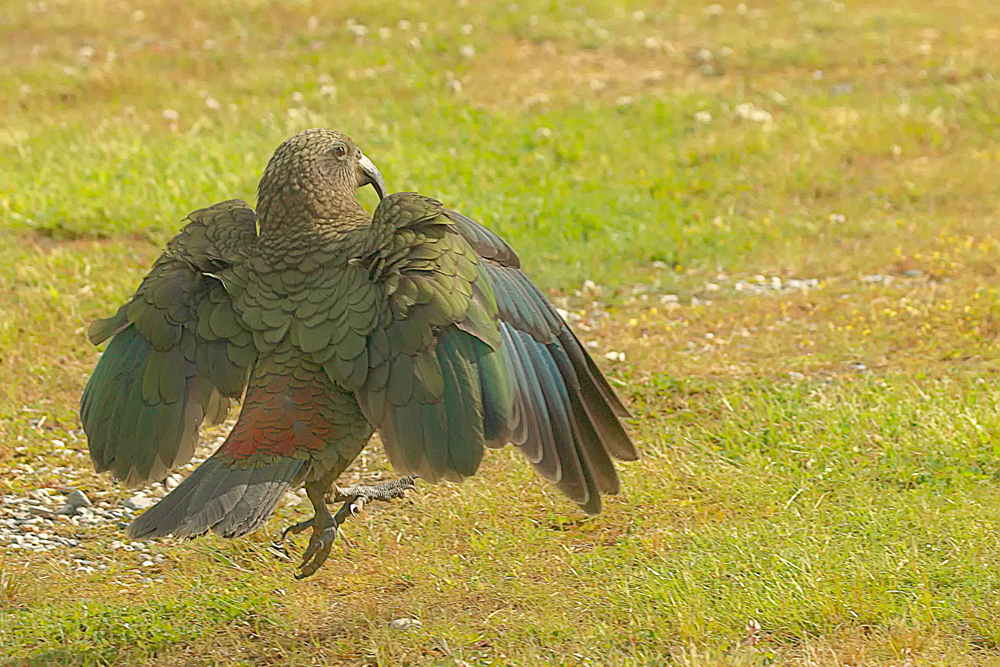 kea