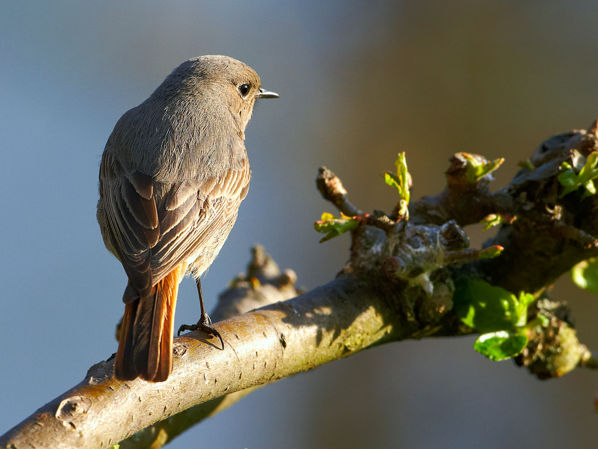 redstart