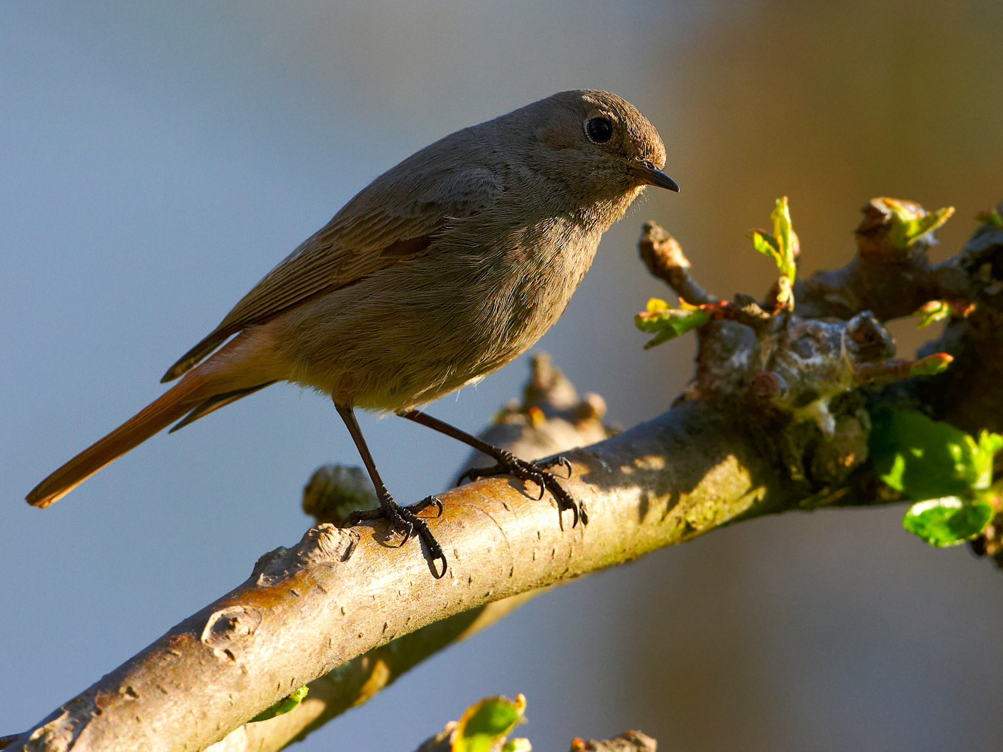 redstart
