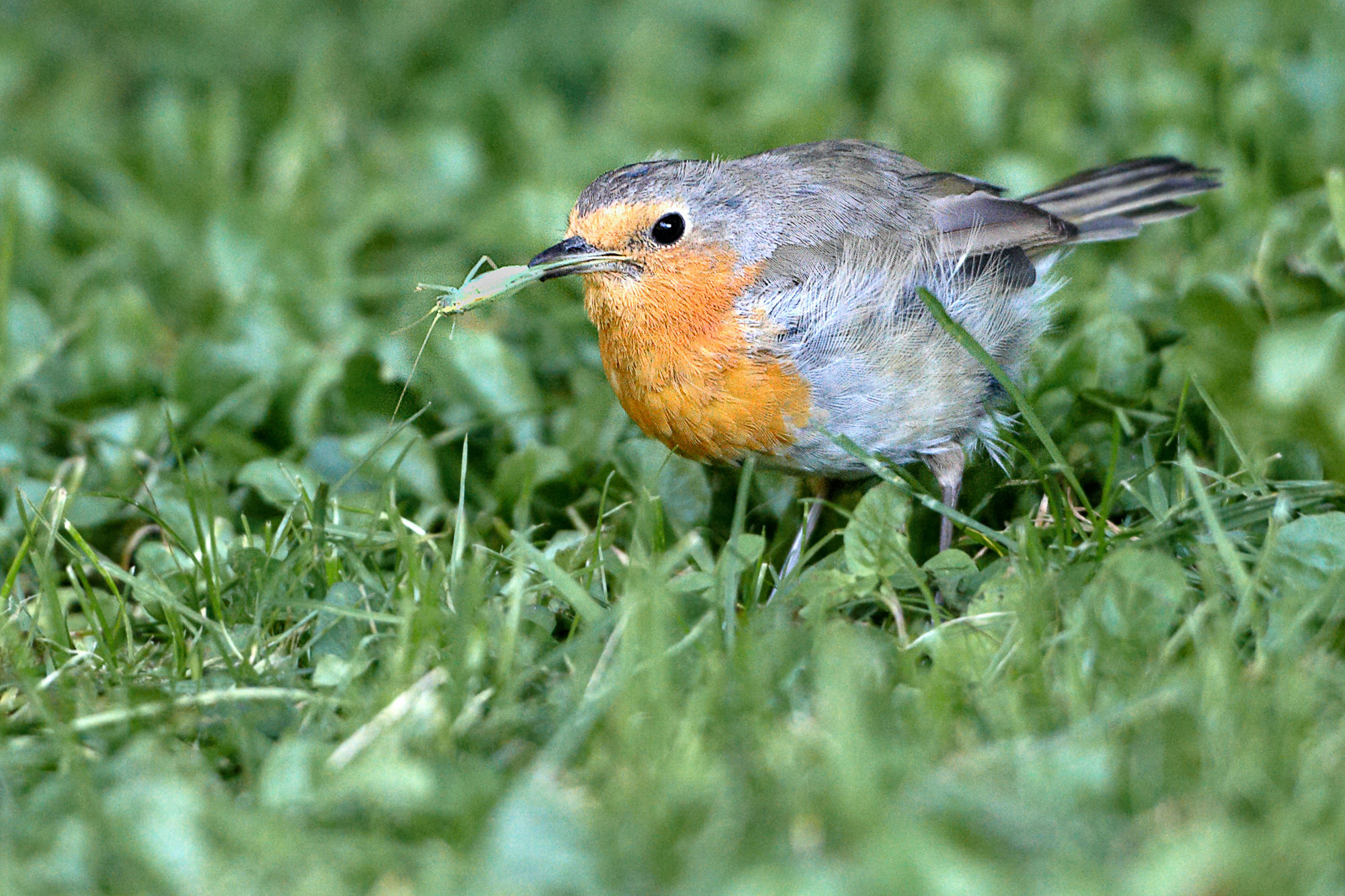 robin