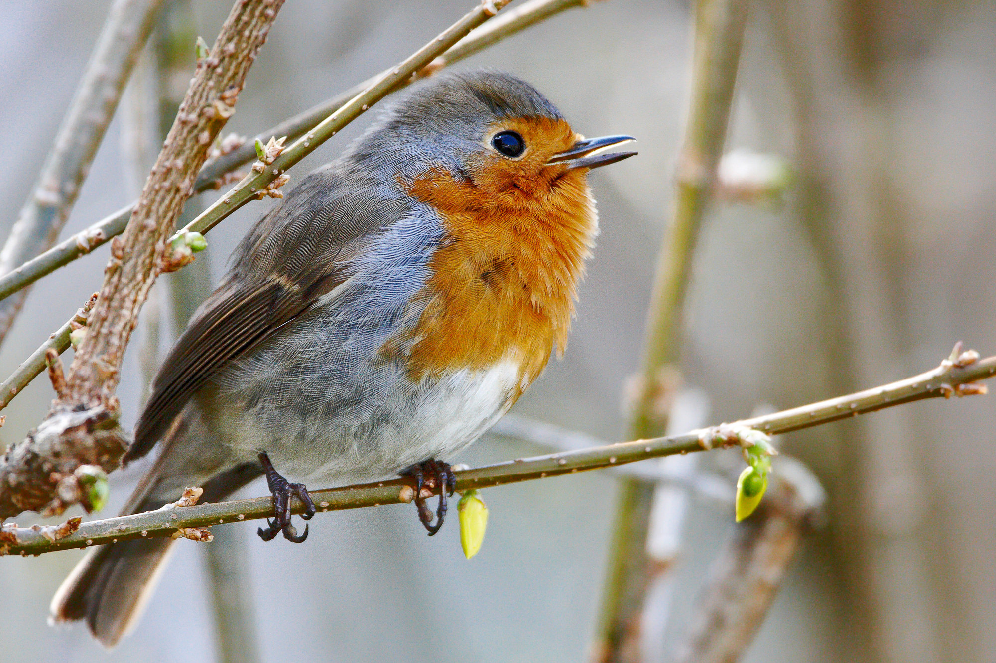 robin