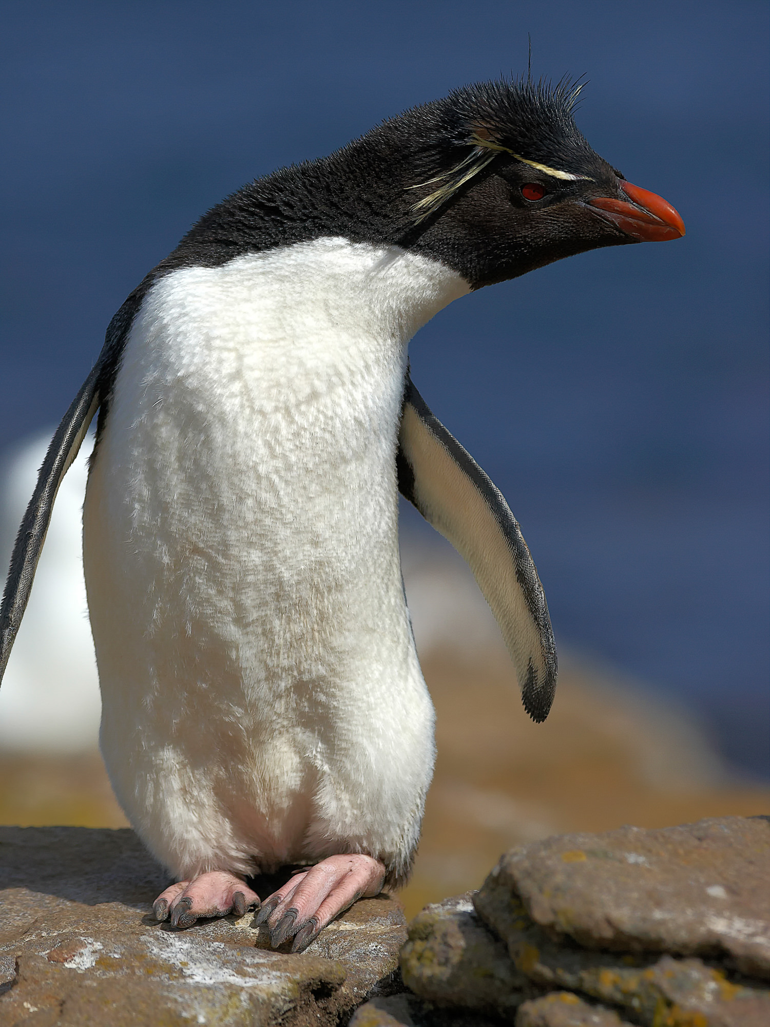 rockhopper penguin