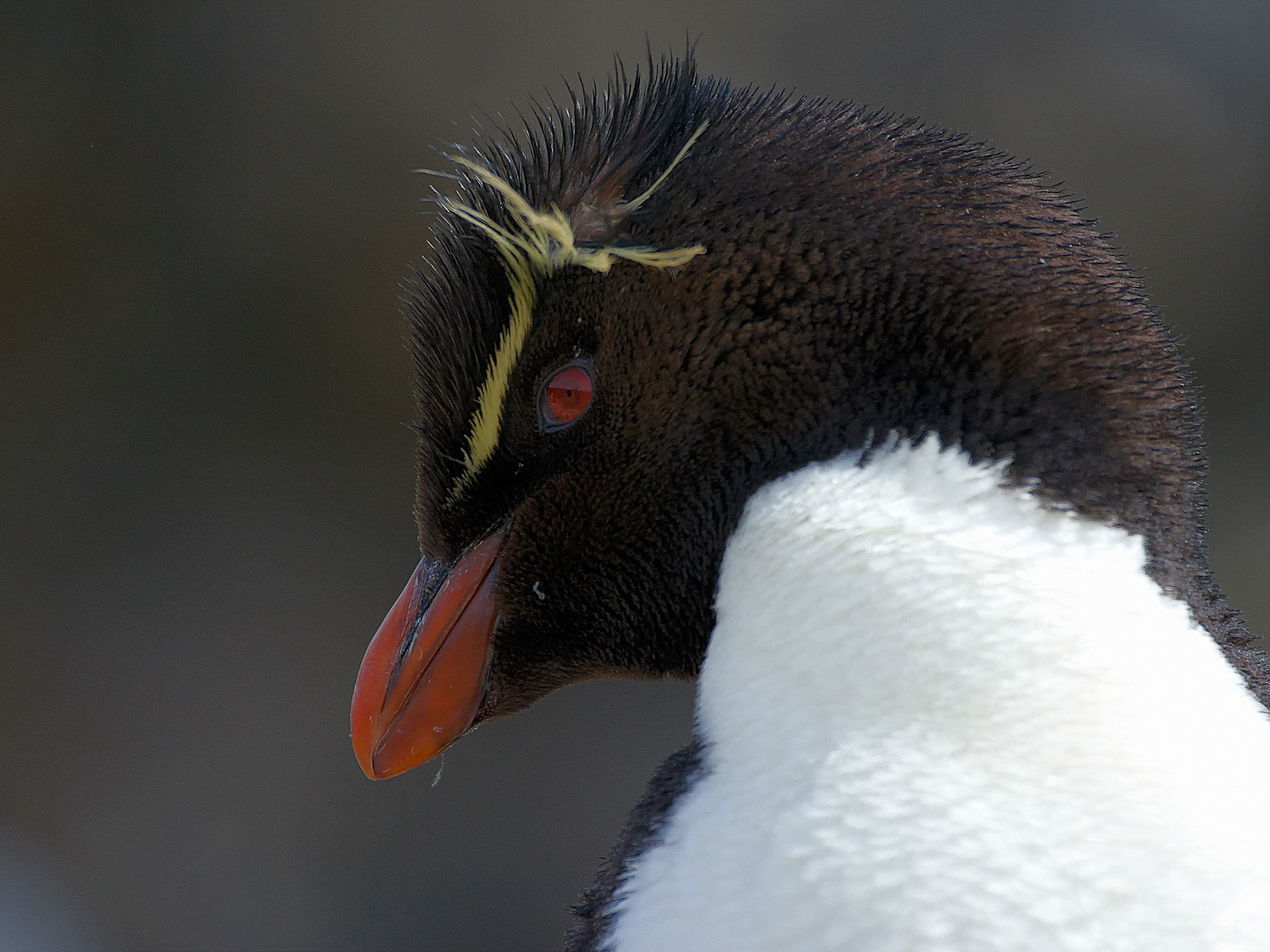 rockhopper penguinguin