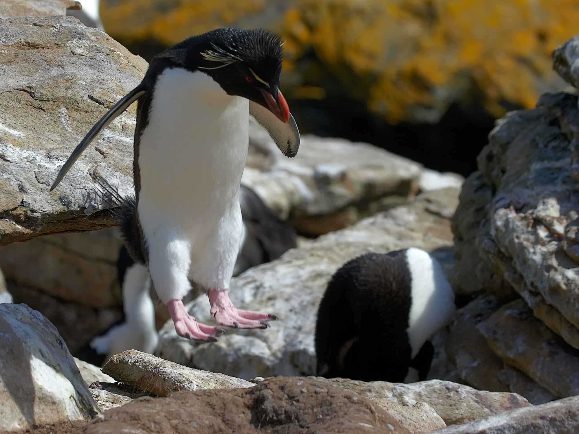 rockhopper penguin