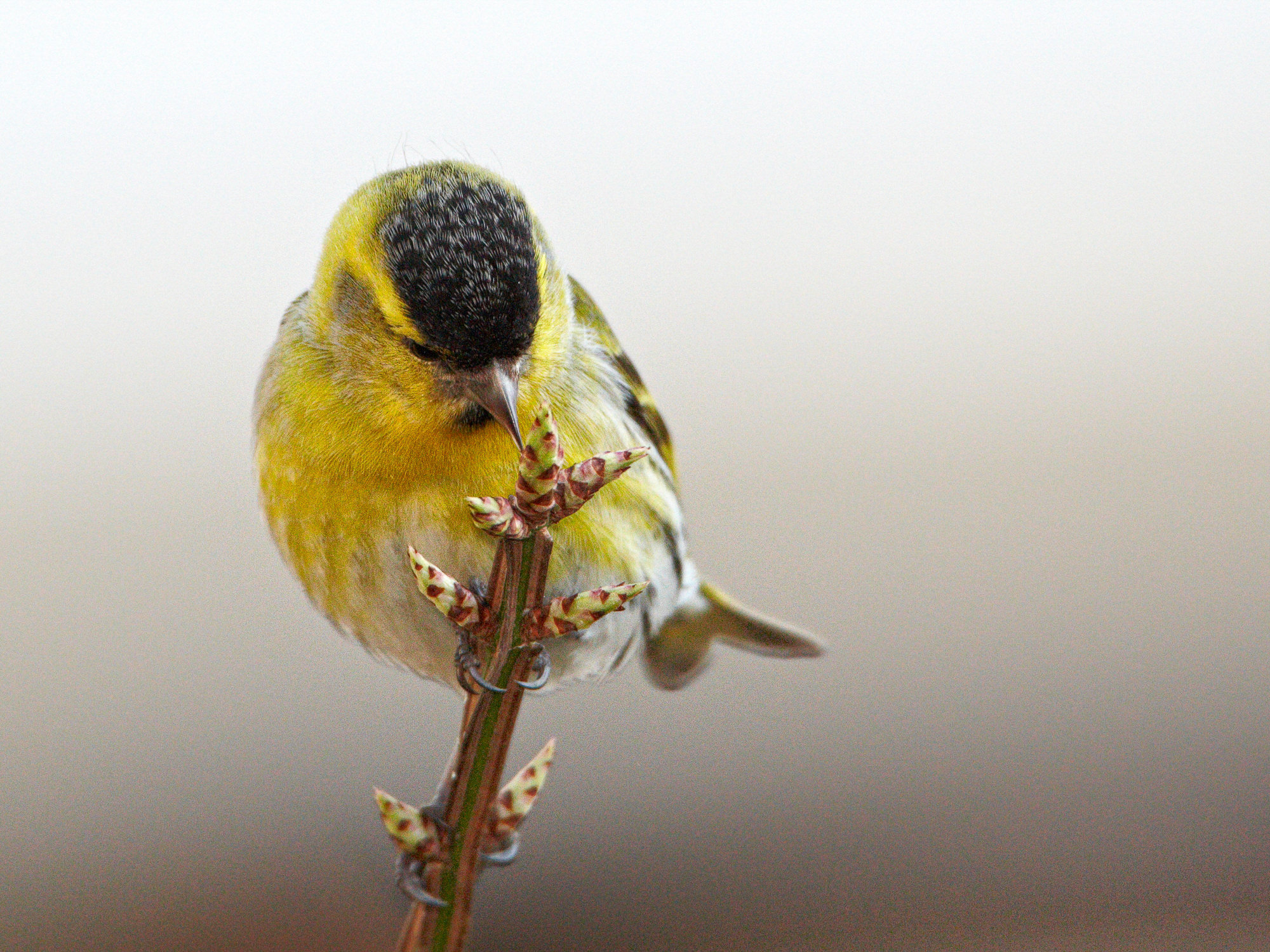 siskin (male)