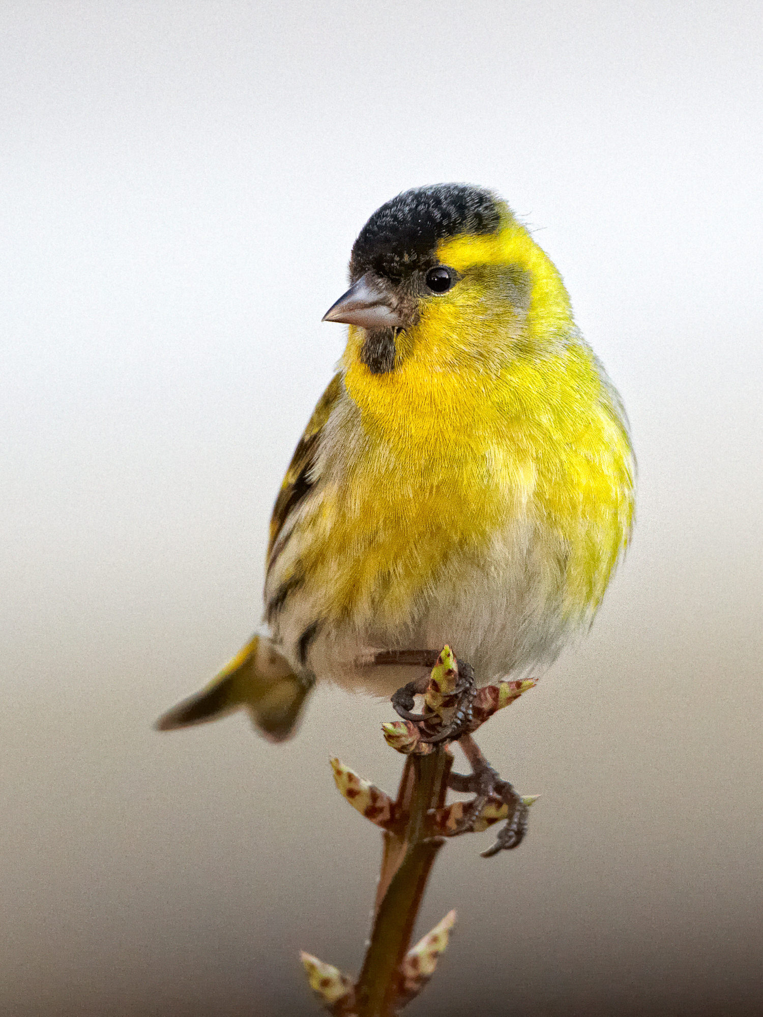 siskin (male)