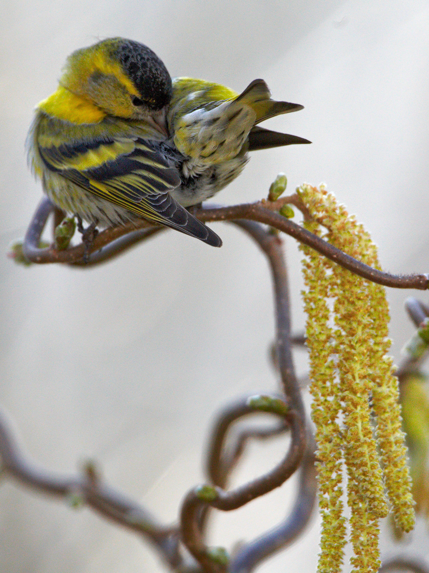 siskin (male)