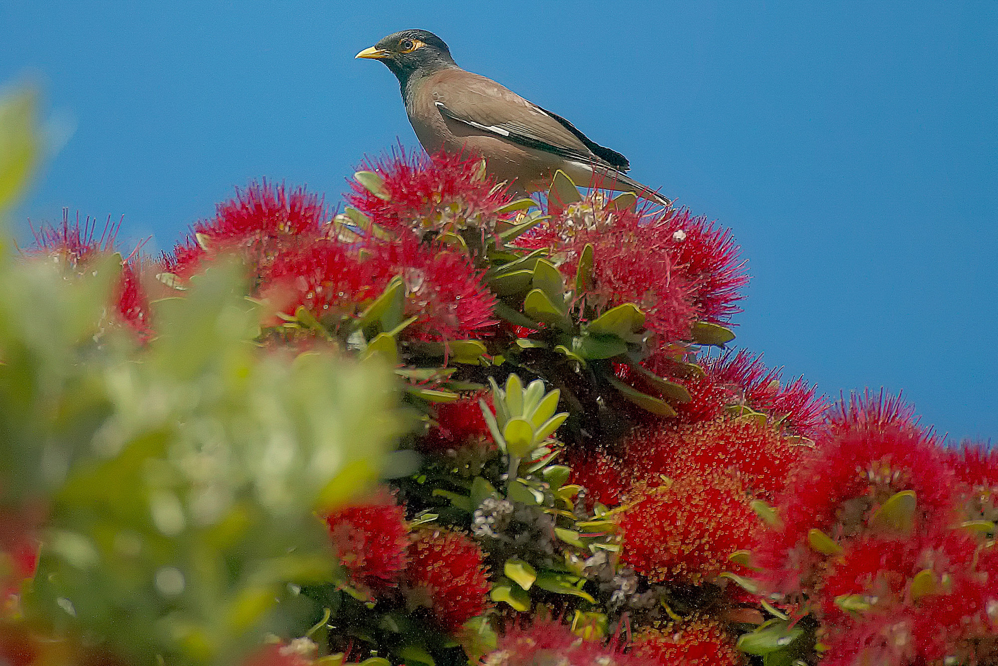 myna starling  on top of a Pohutukawa tree, New Zealand