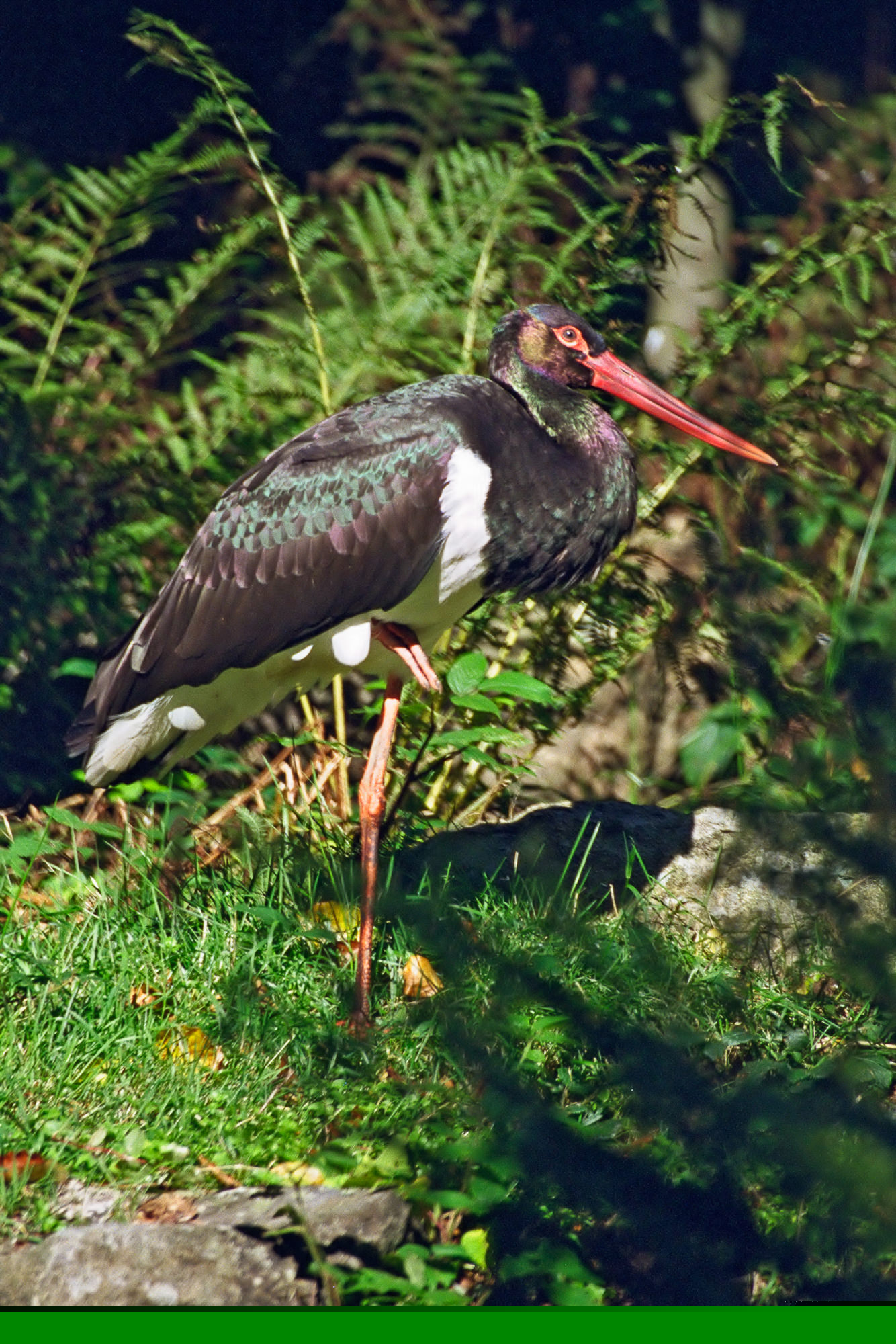 stork