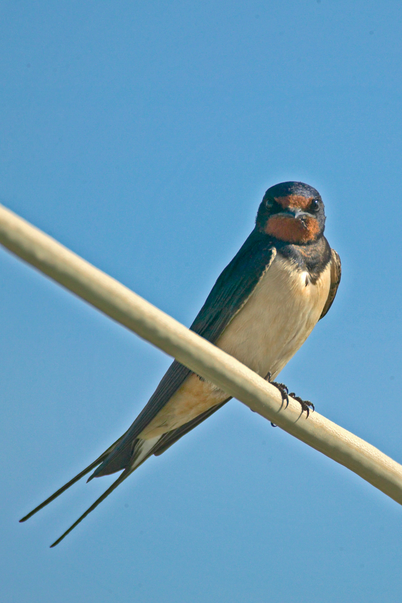 barn swallow