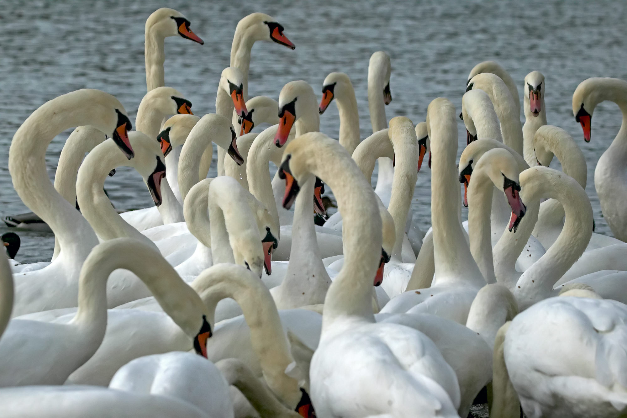 swans