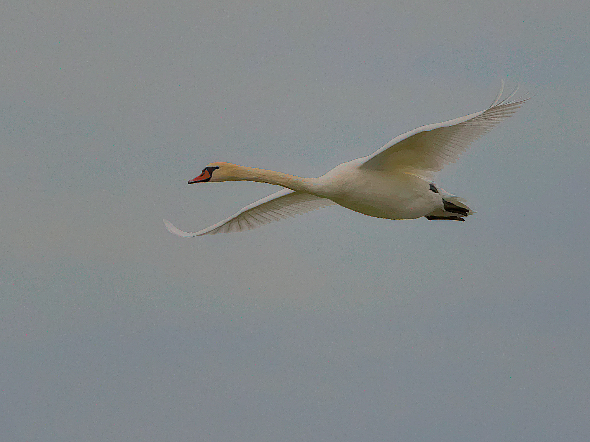swan / schwan