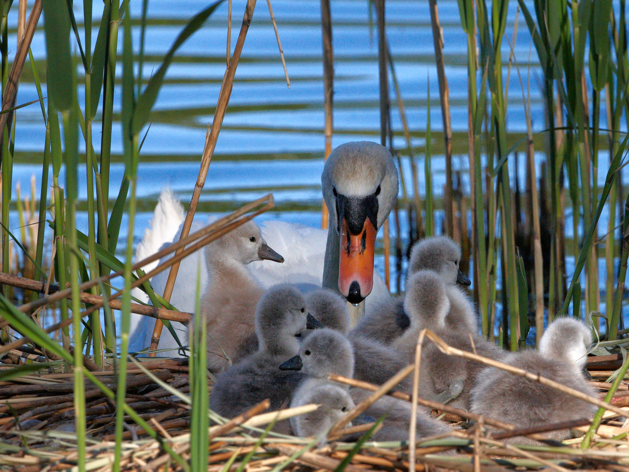 swan nest in thte reeds