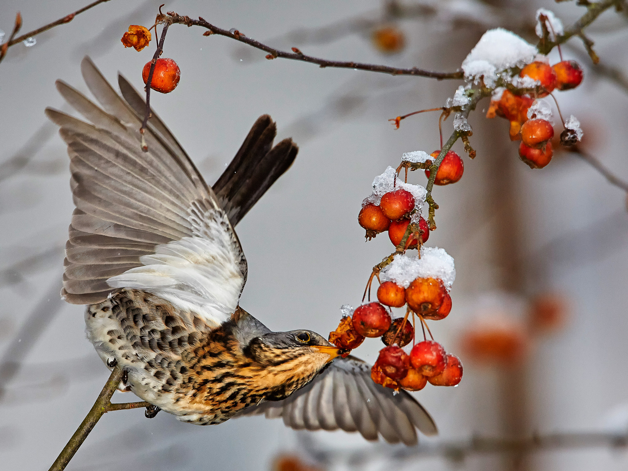 juniper thrush