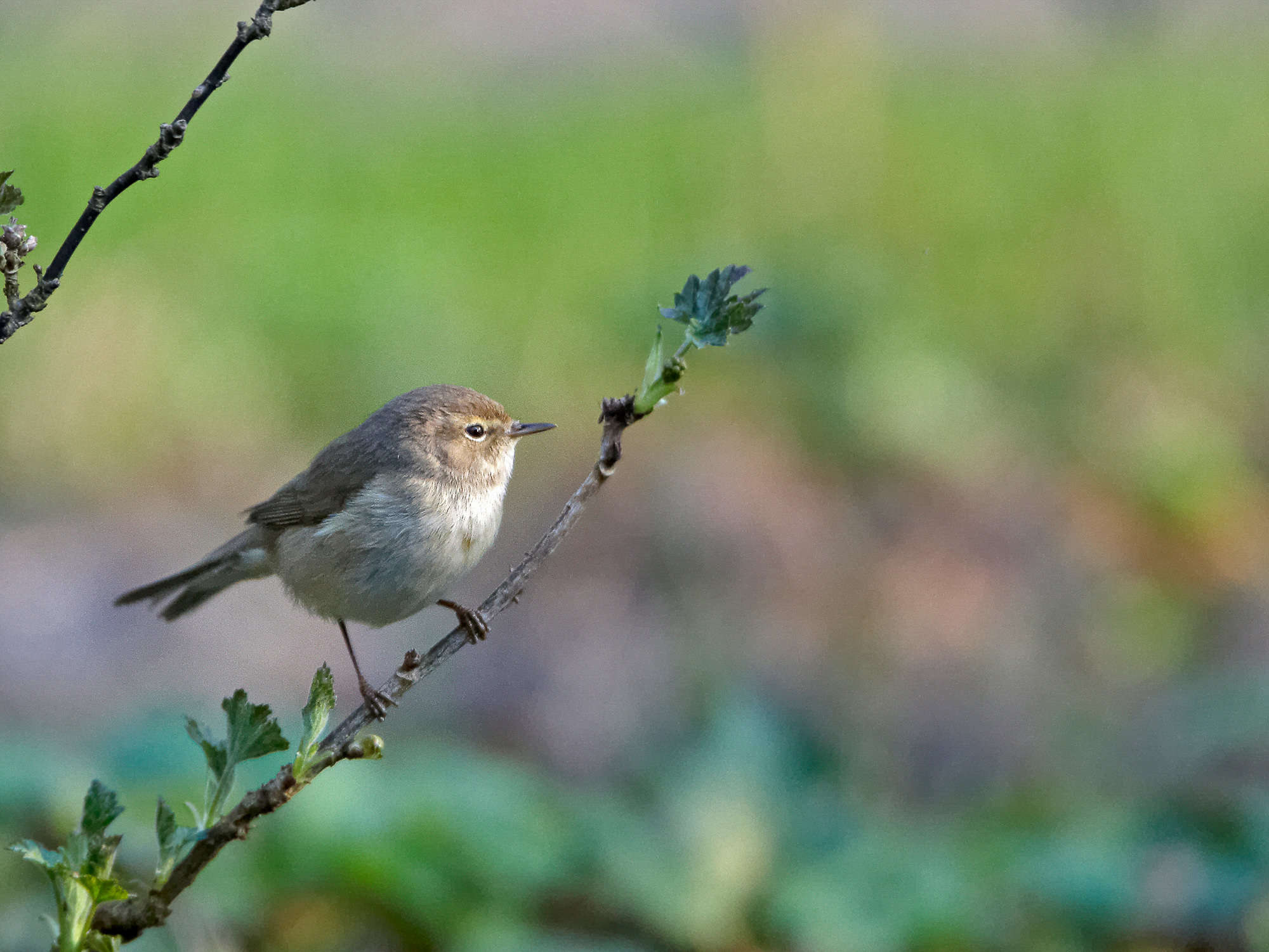 willow warbler