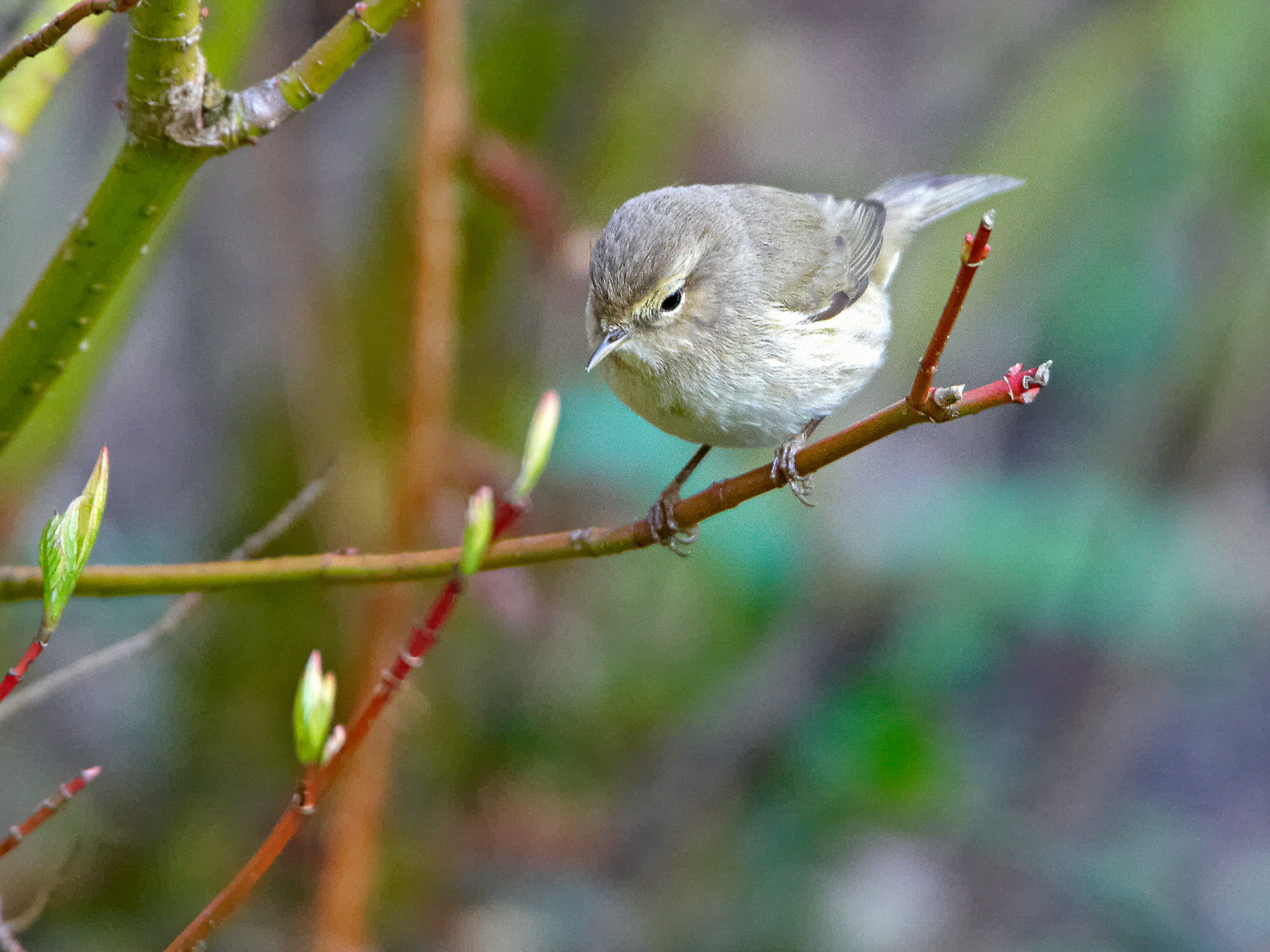 willow warbler