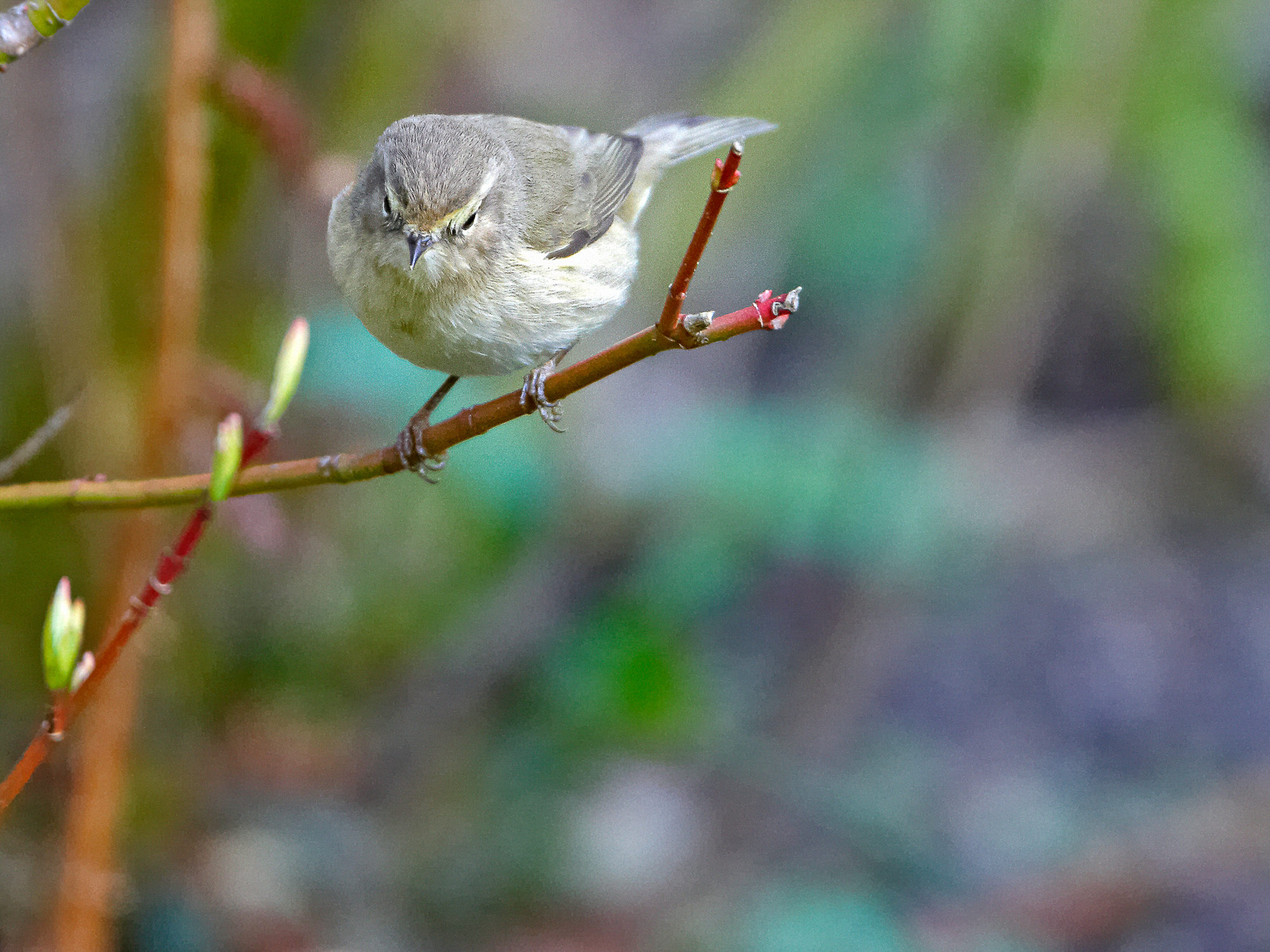 willow warbler