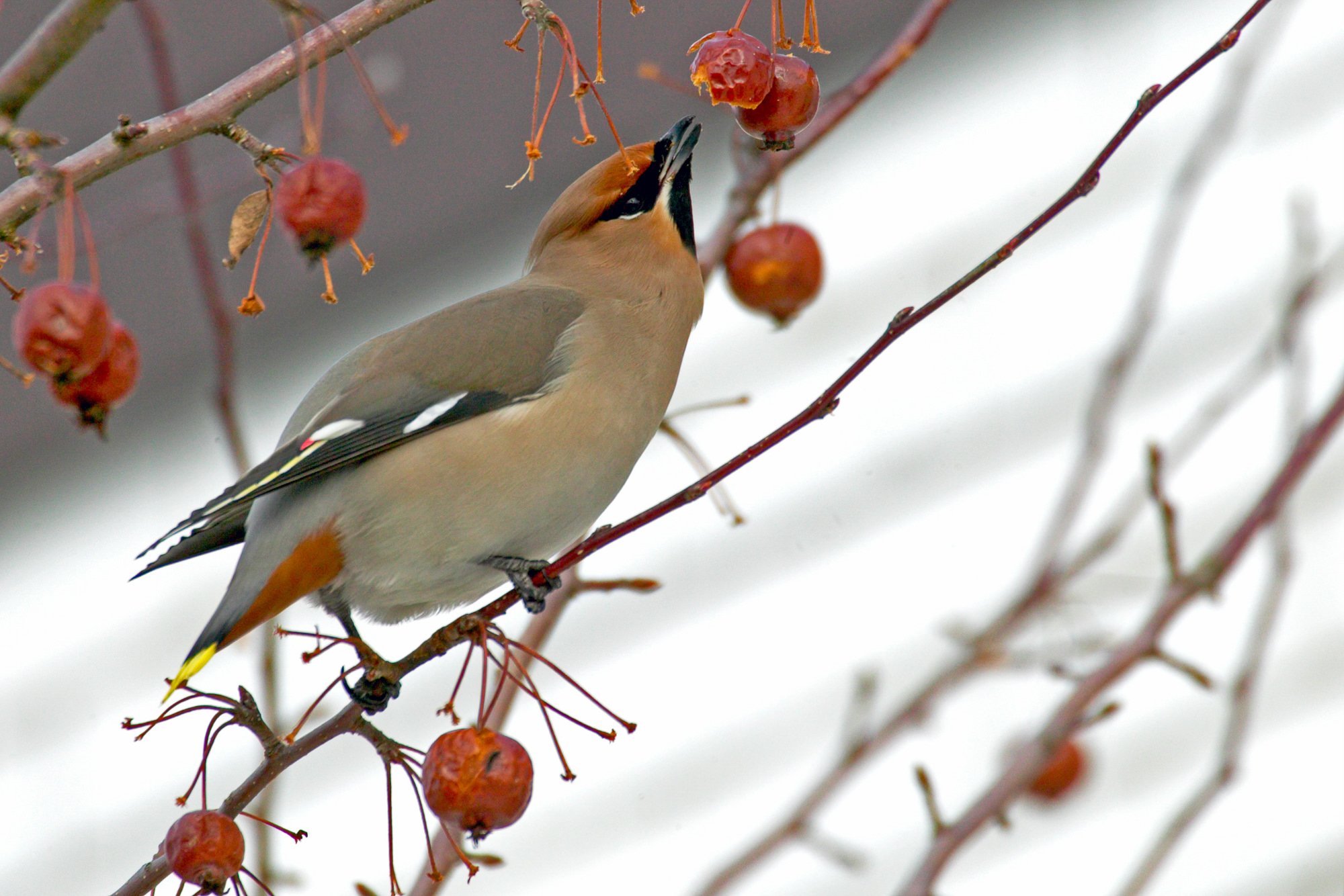 waxwing