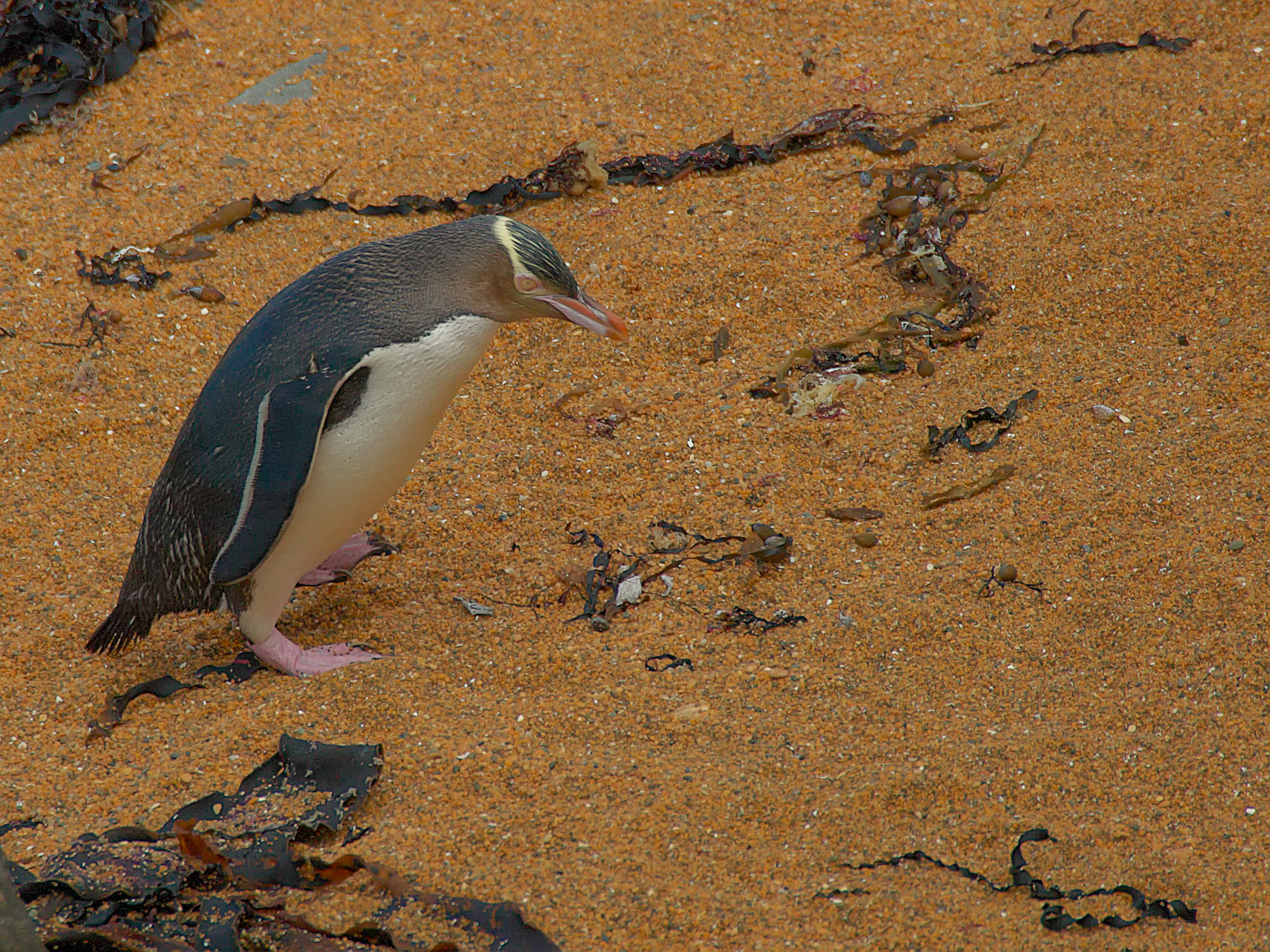 yellow-eyed penguin, New Zealand
