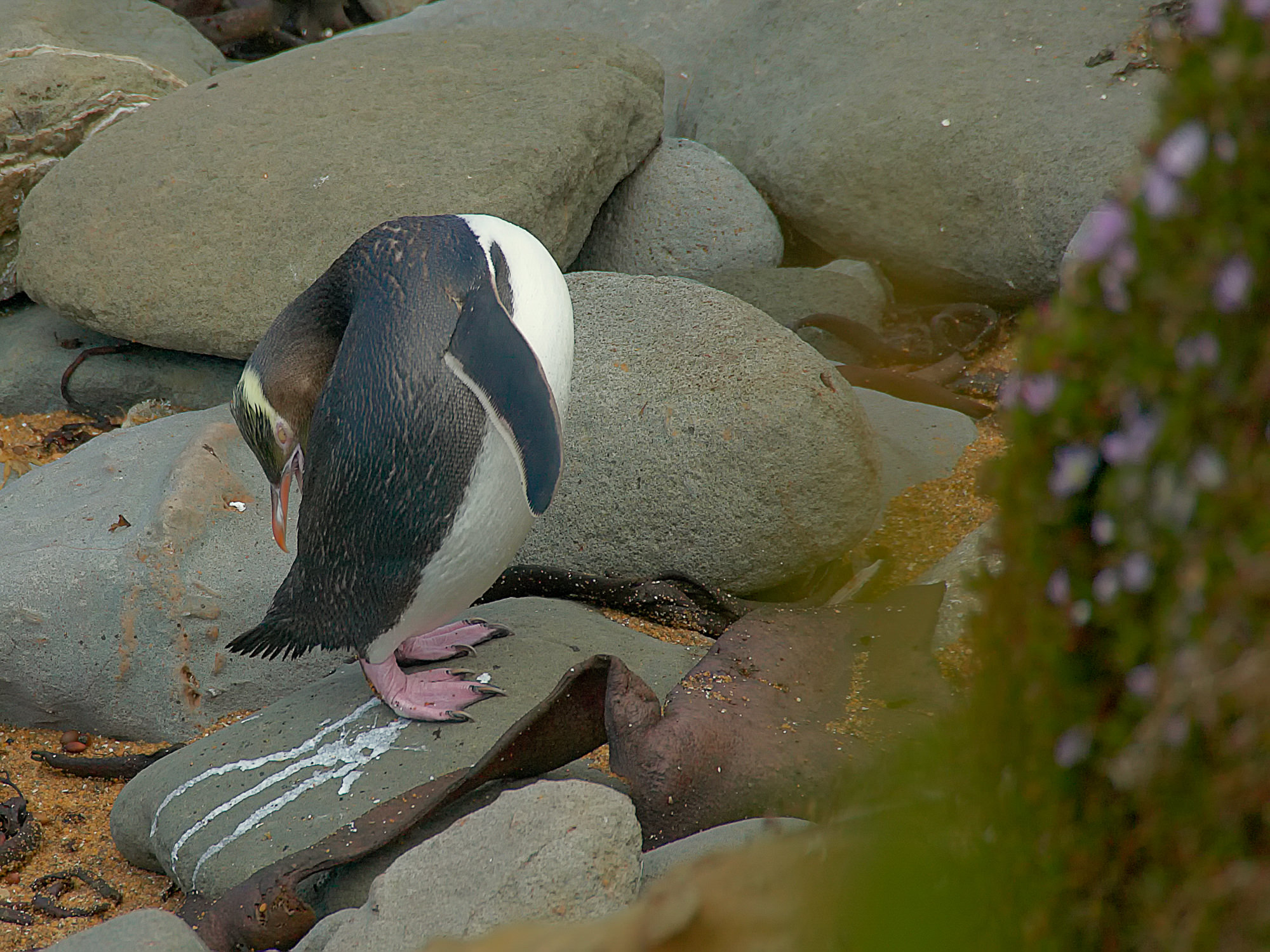 yellow-eyed penguin, New Zealand