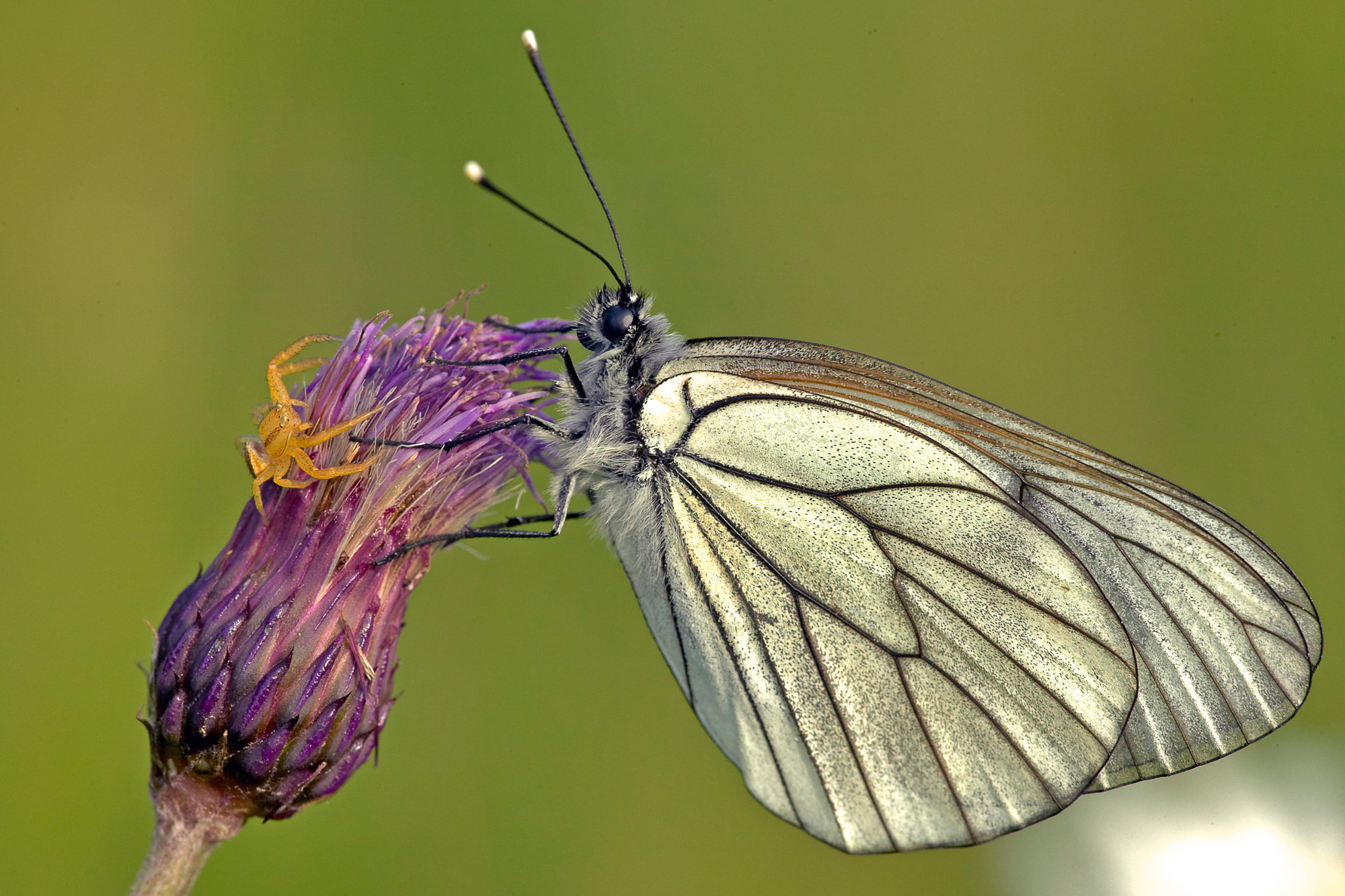 Tree white butterfly