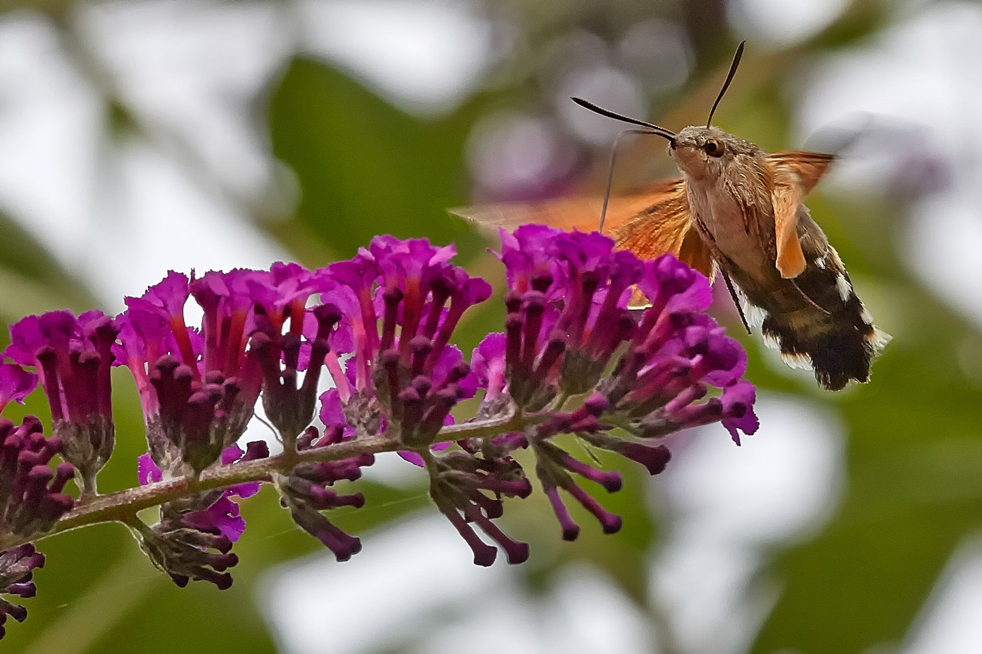 Hummingbird hawkmoth
