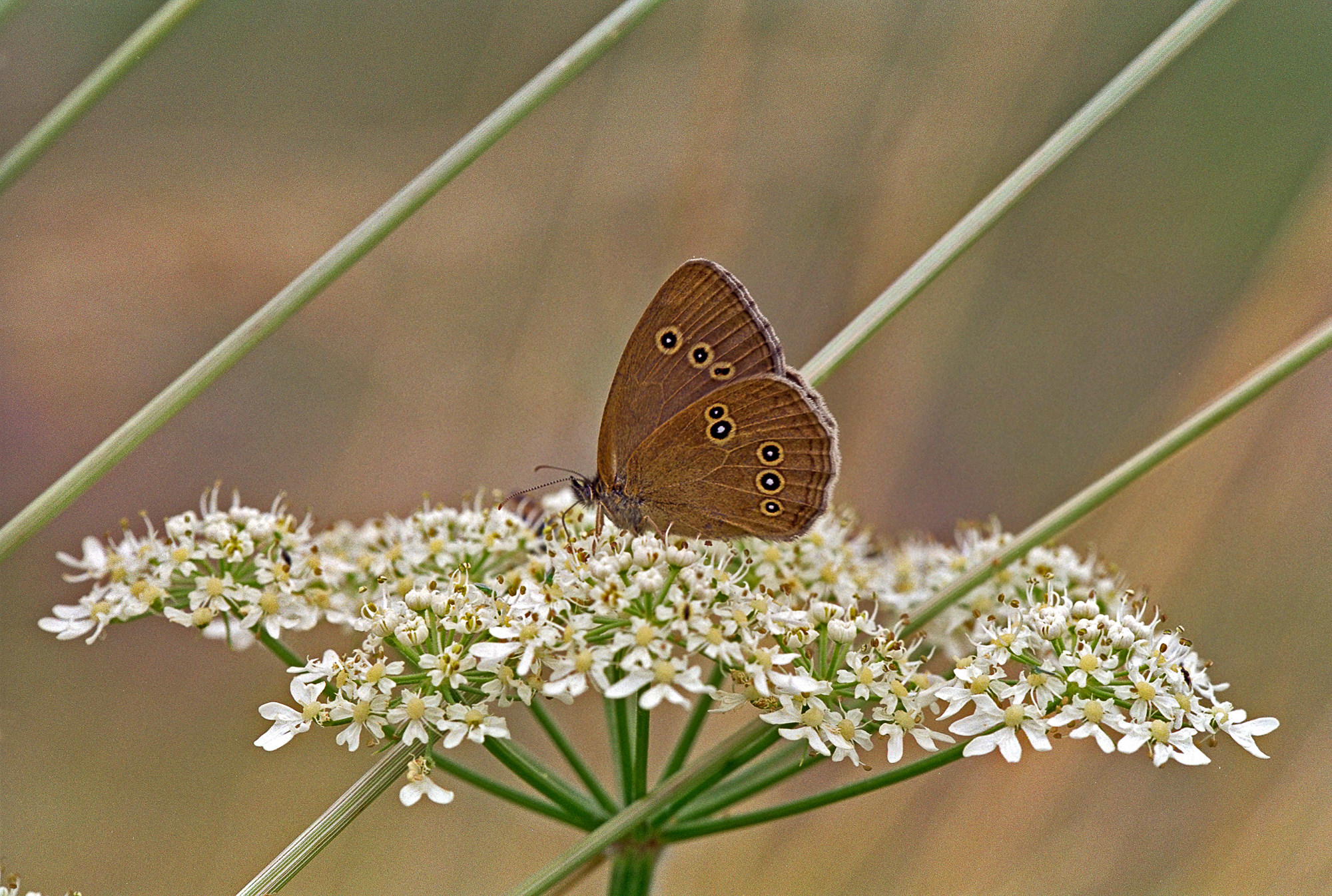 Ringlet (butterfly)