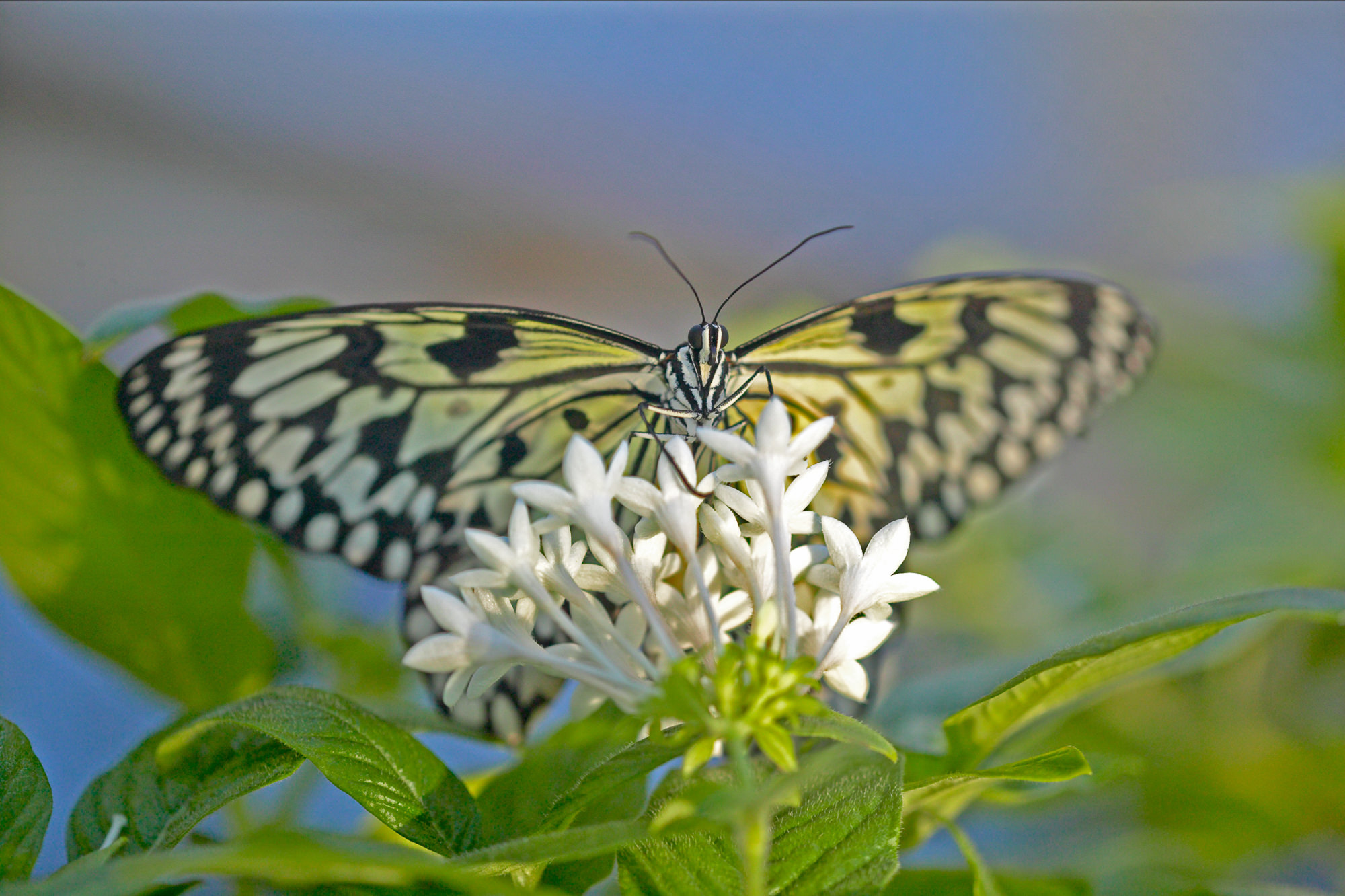 Paper kite / Idea leuconoe