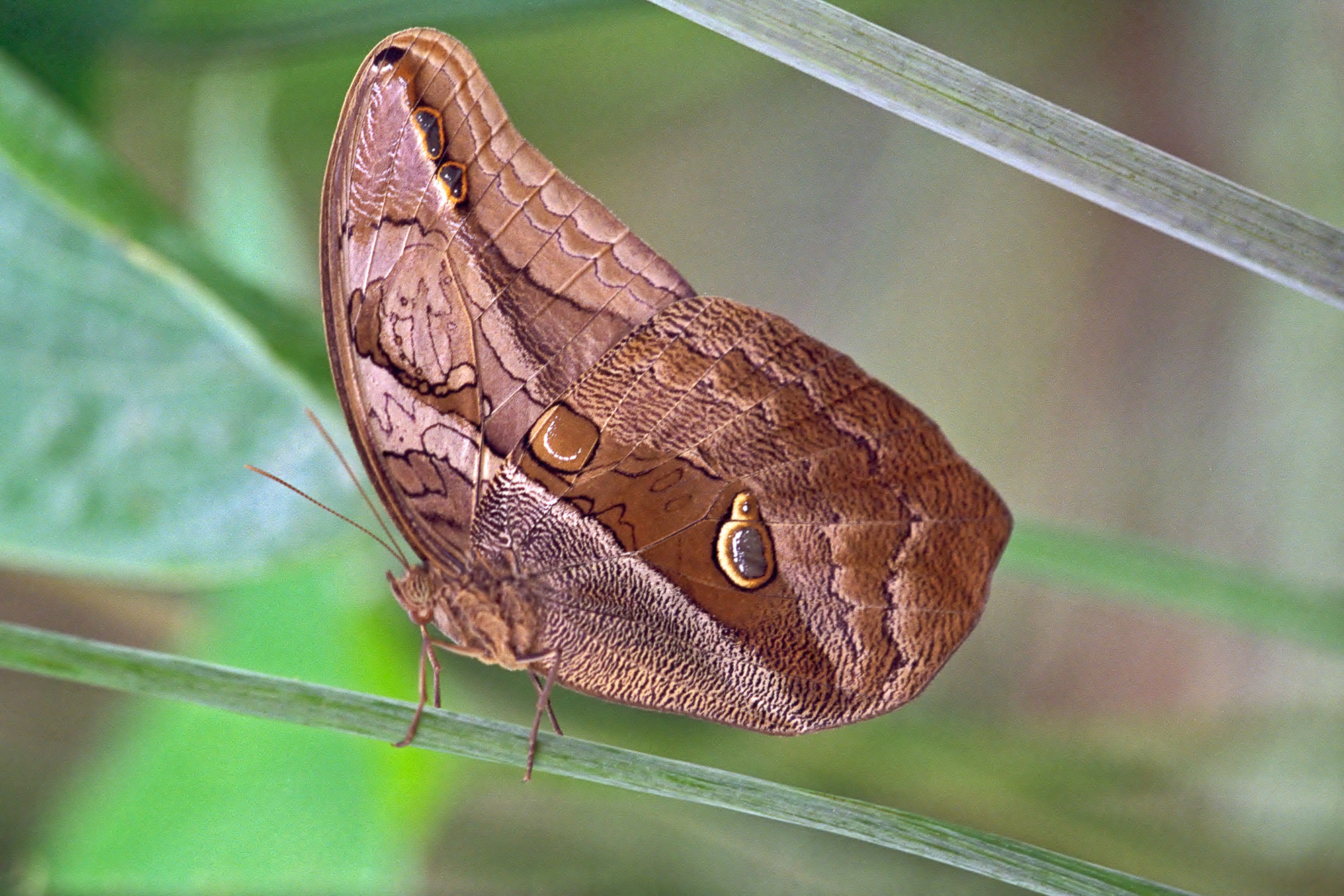 Caligo Banana butterfly (Caligo atreus)