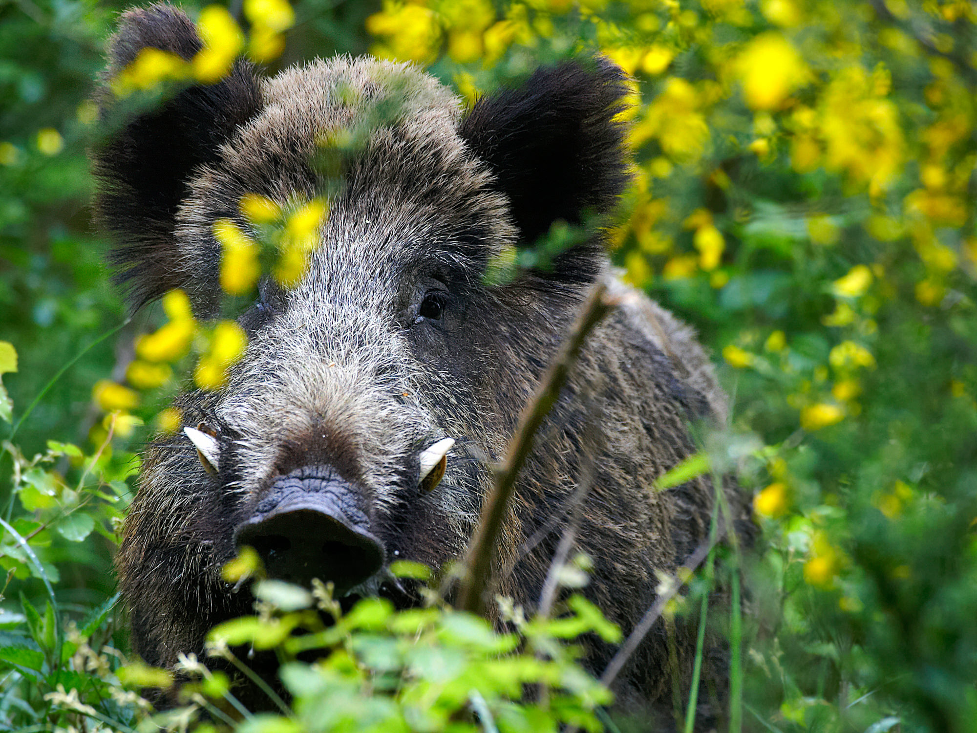 wild boar