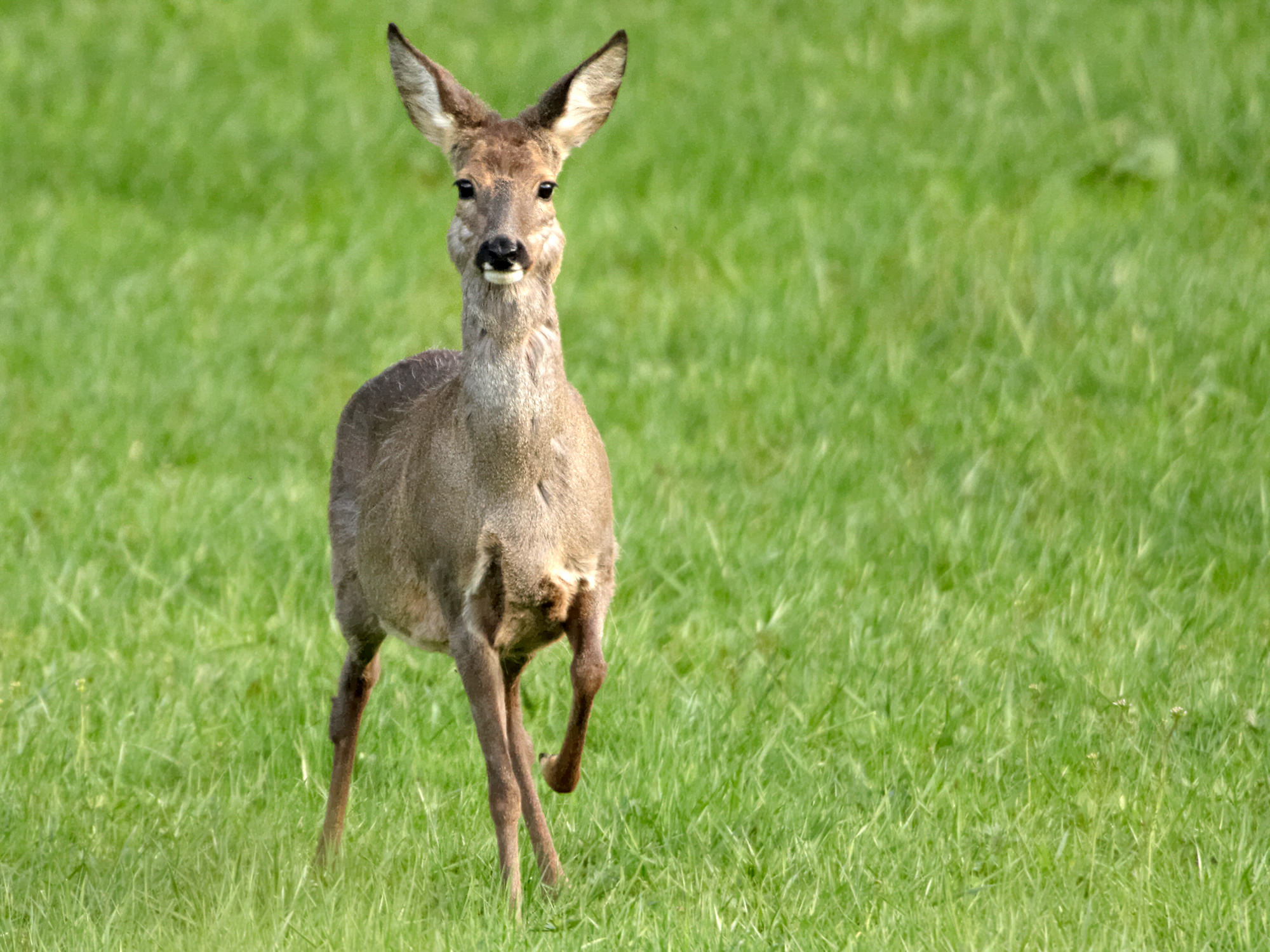 Female deer