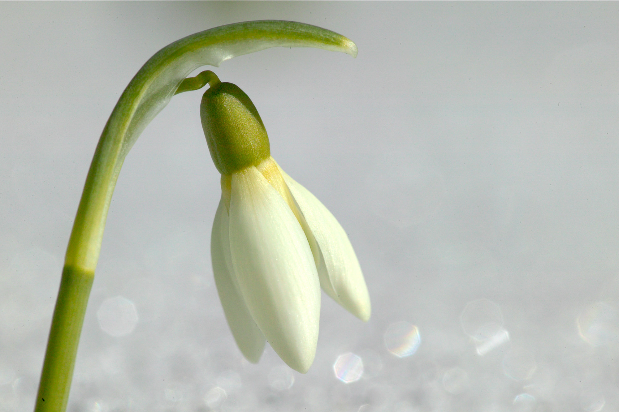 snowdrop