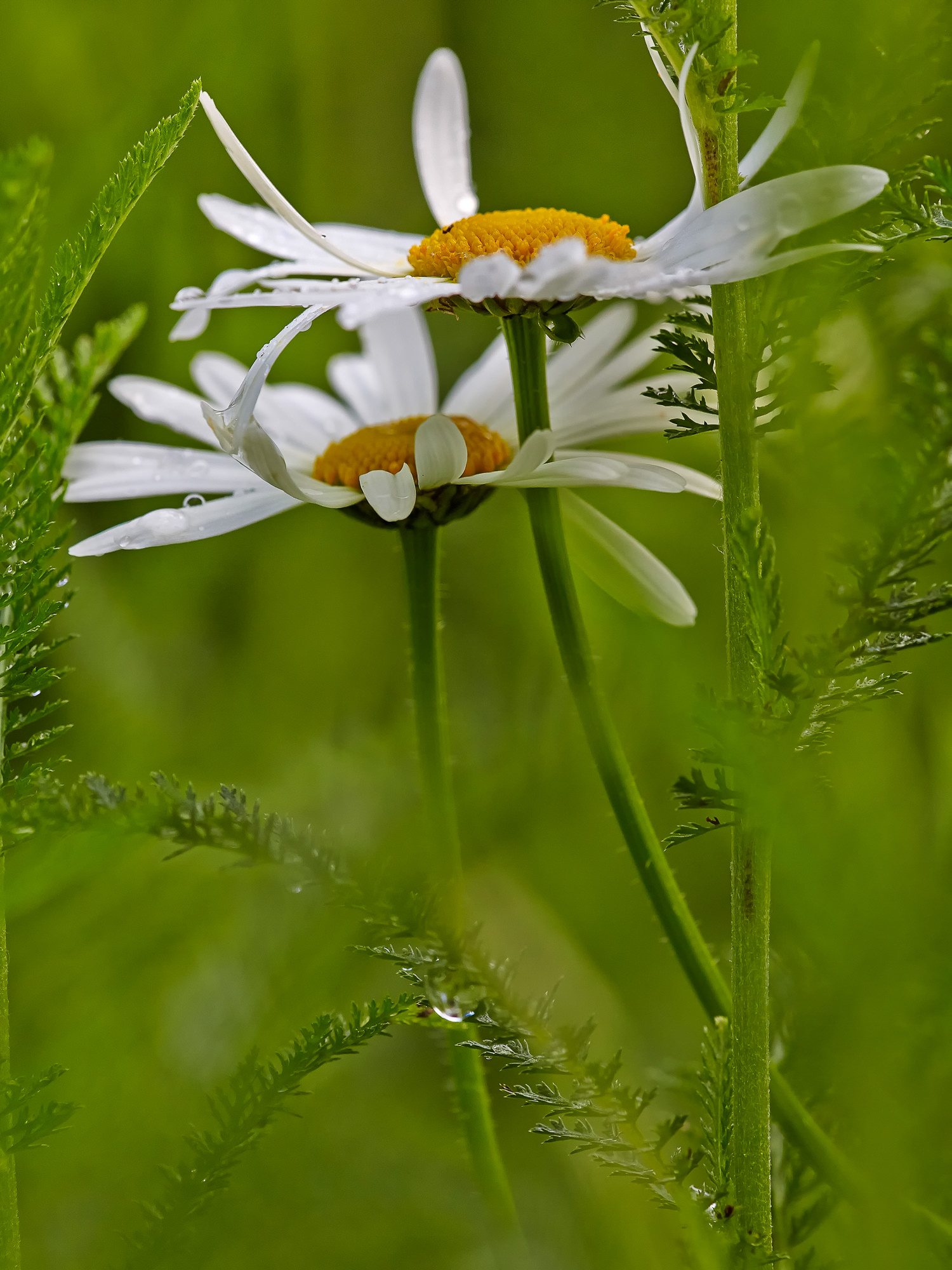 Marguerites