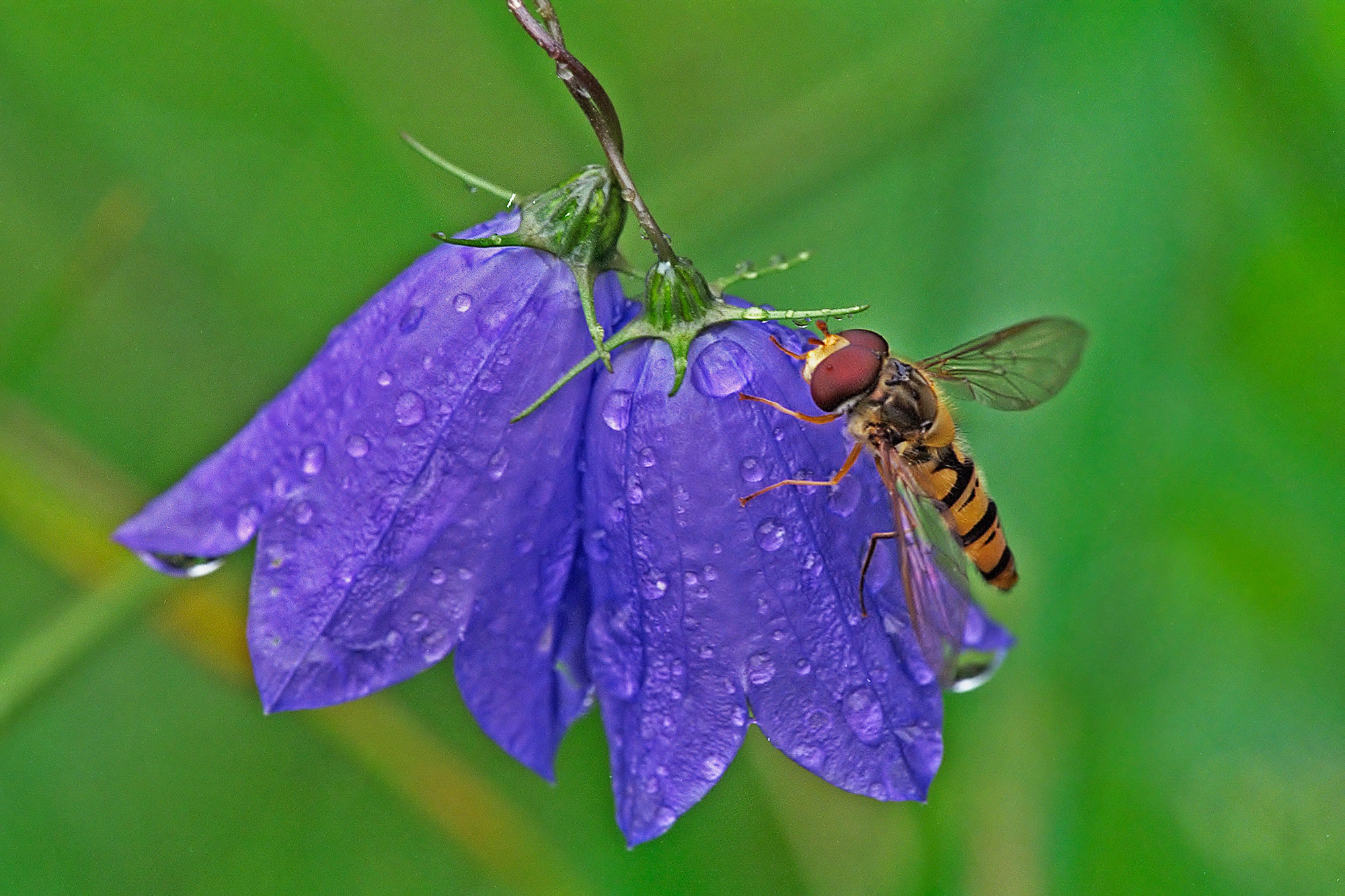 Hoverfly