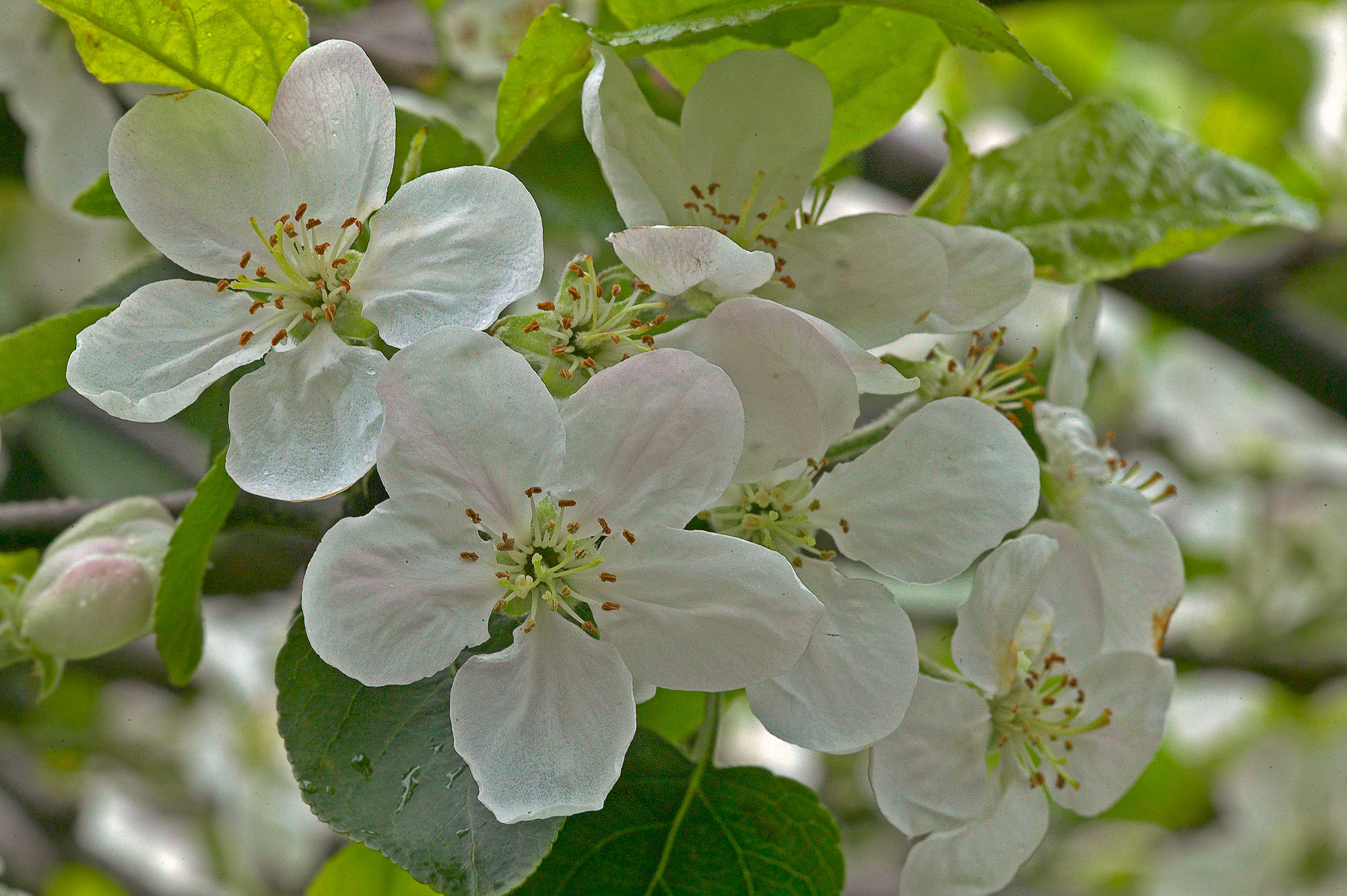apple blossom