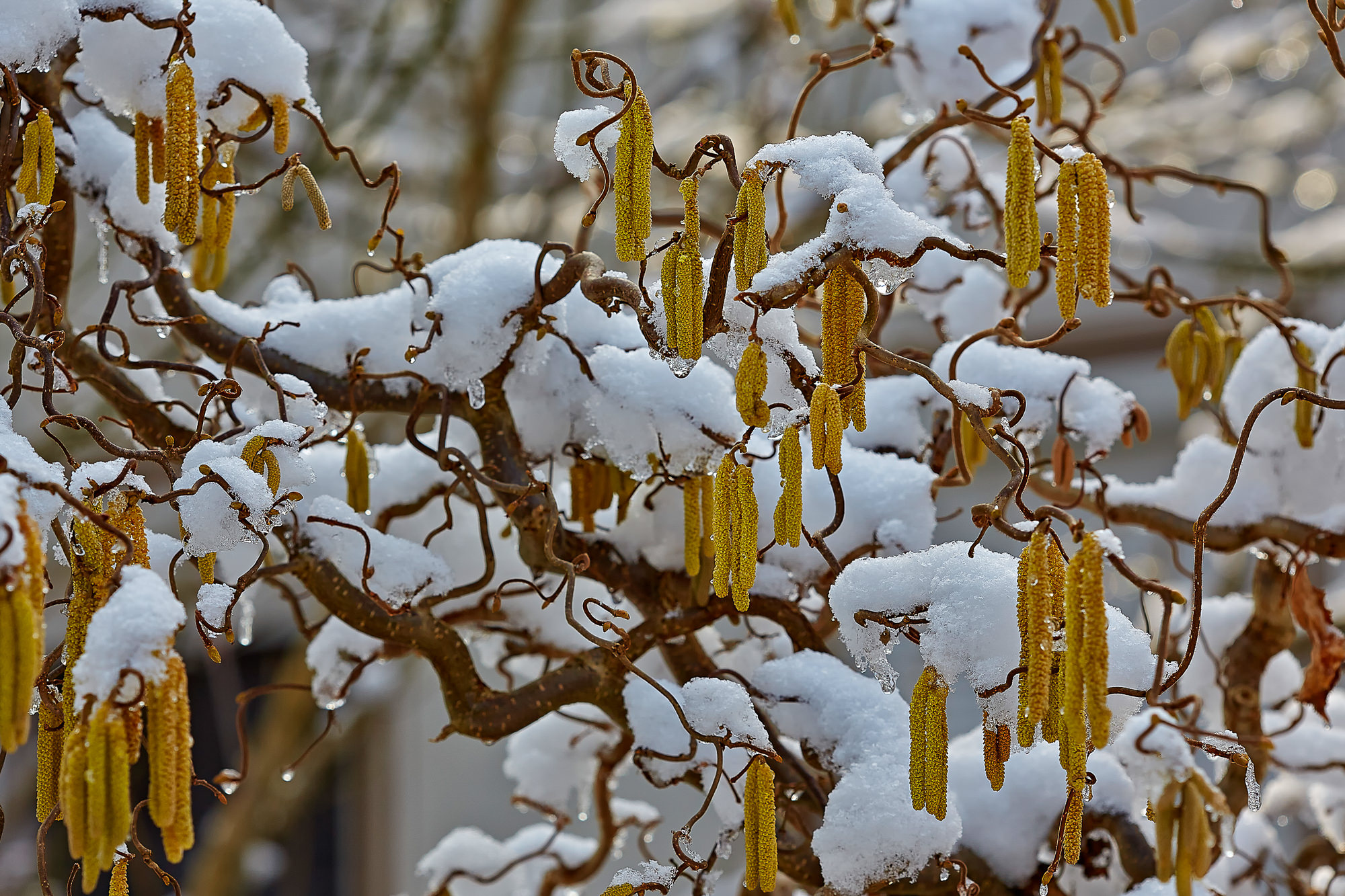 Flowering hazel, Upper Bavaria