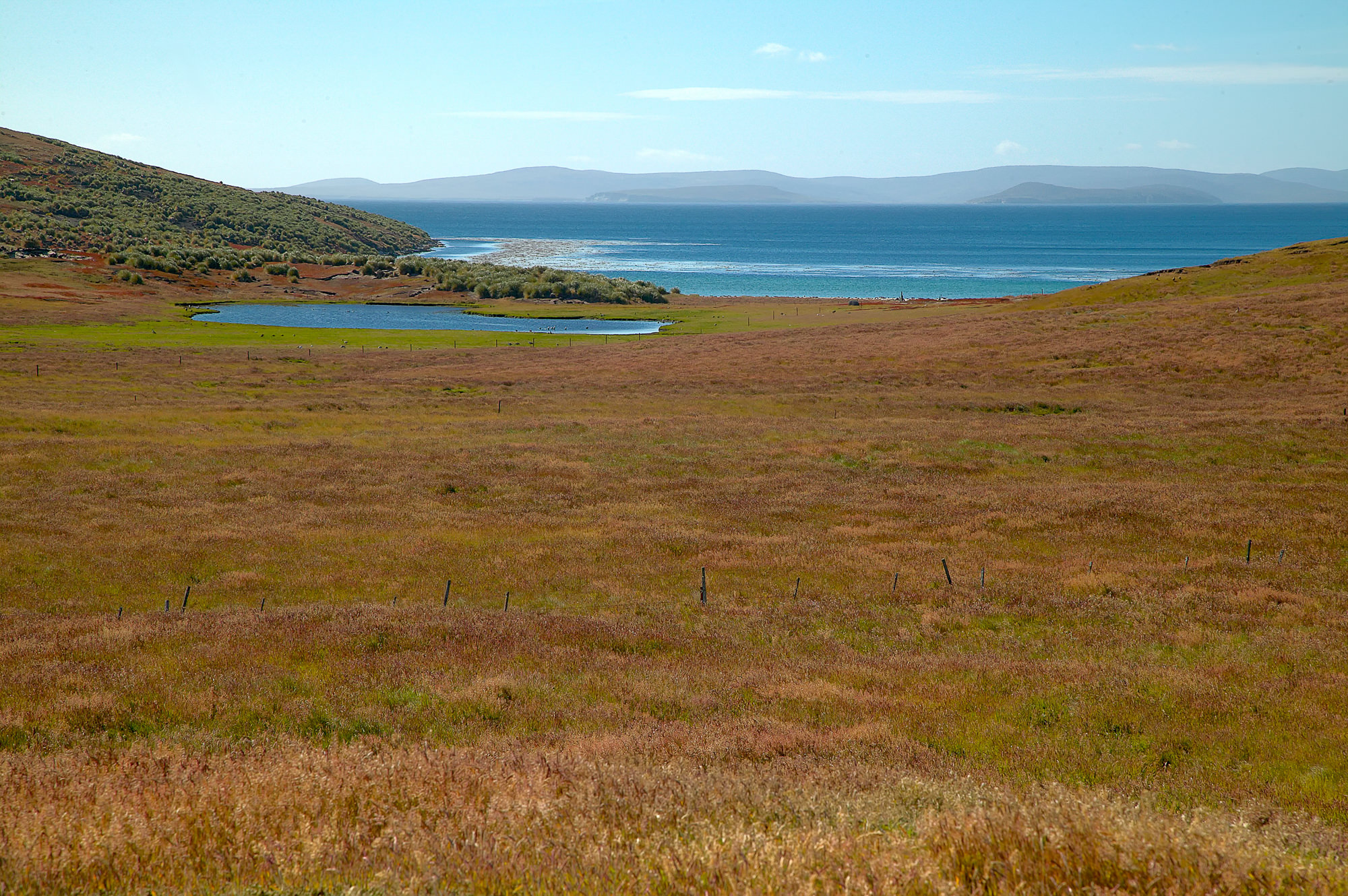 typical scene on New Island