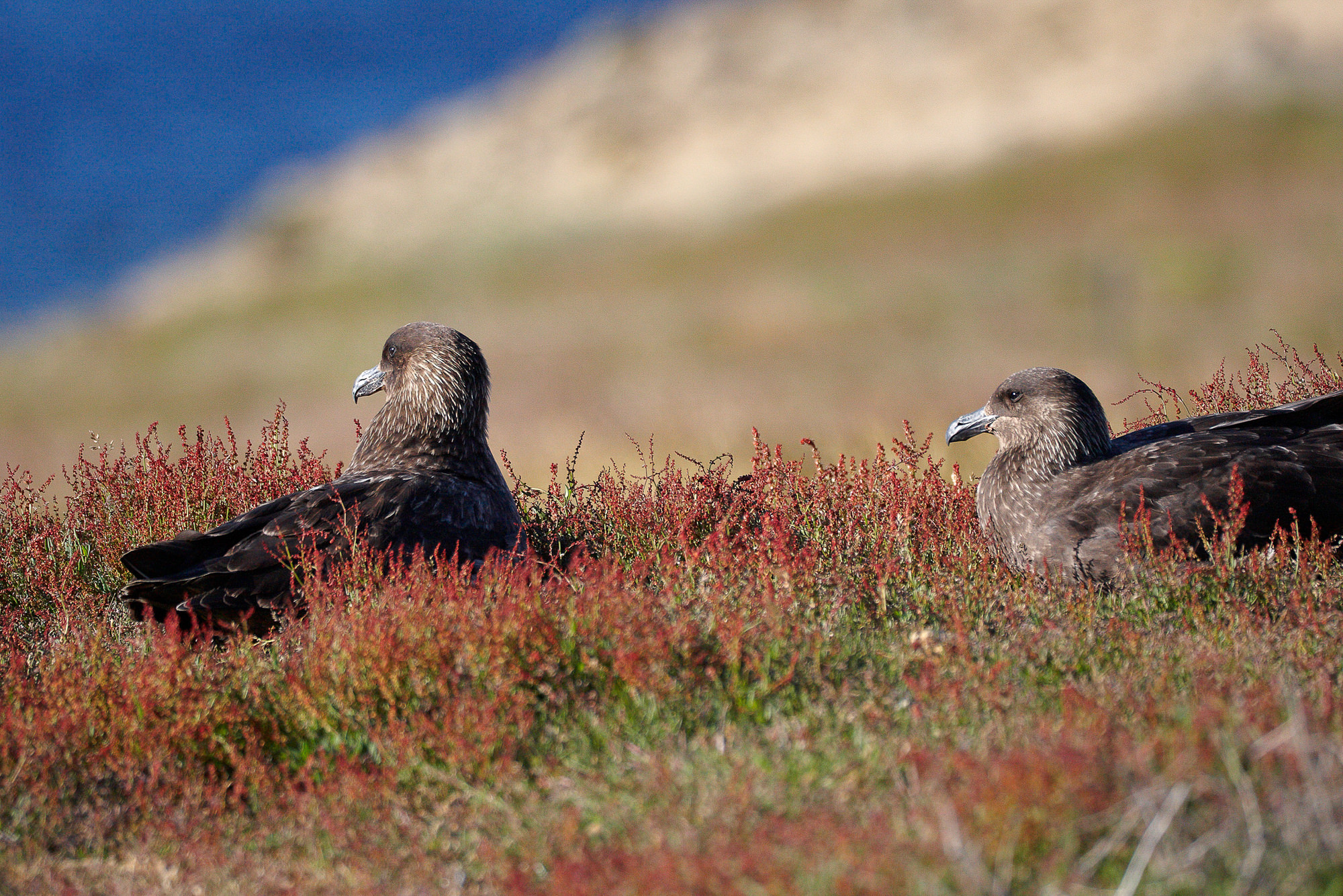 a pair of the great skua