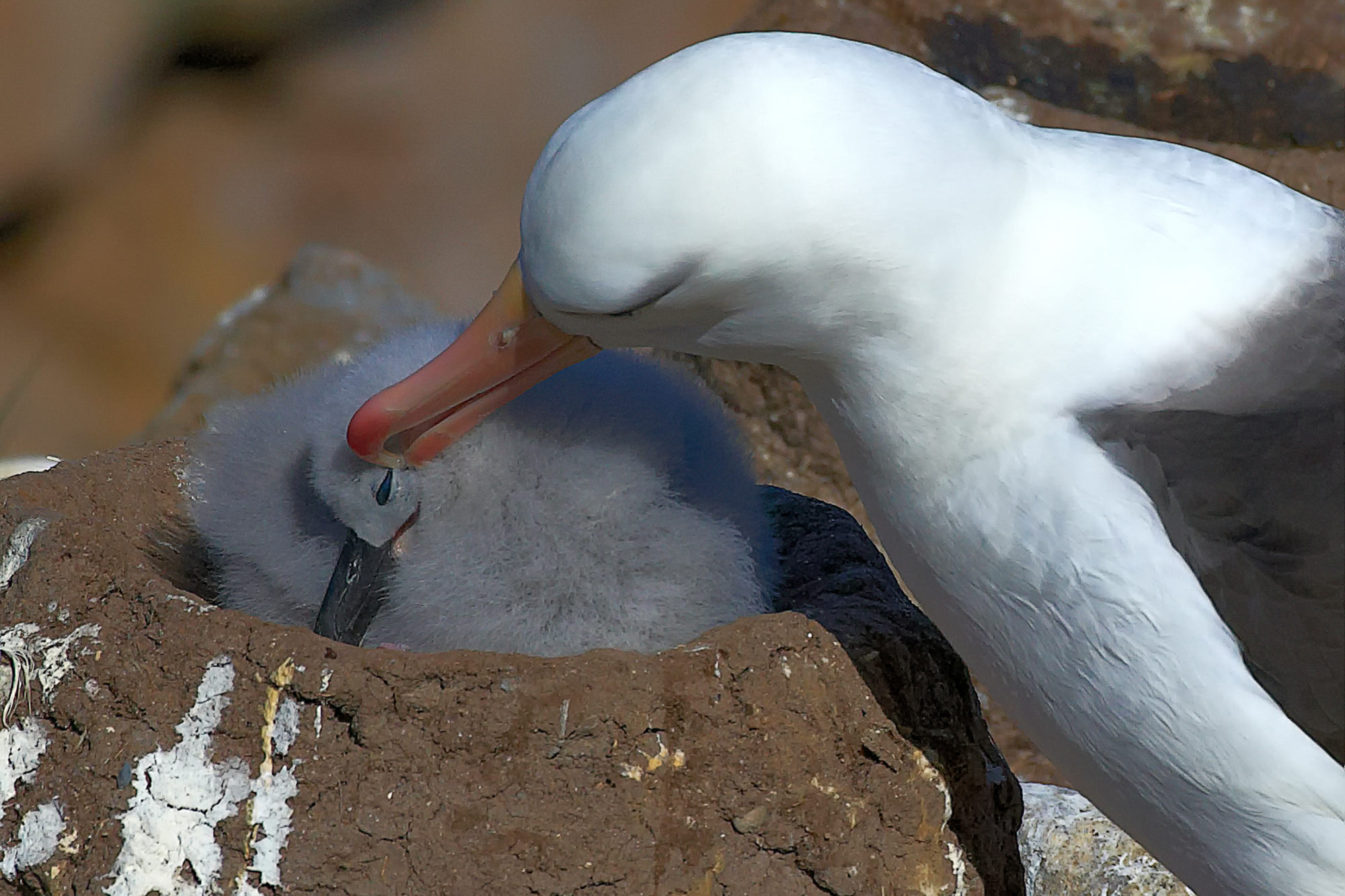 black-browed albatross and his chick