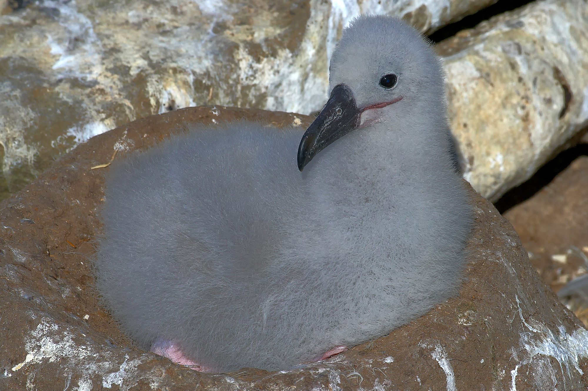 black-browed albatross chick