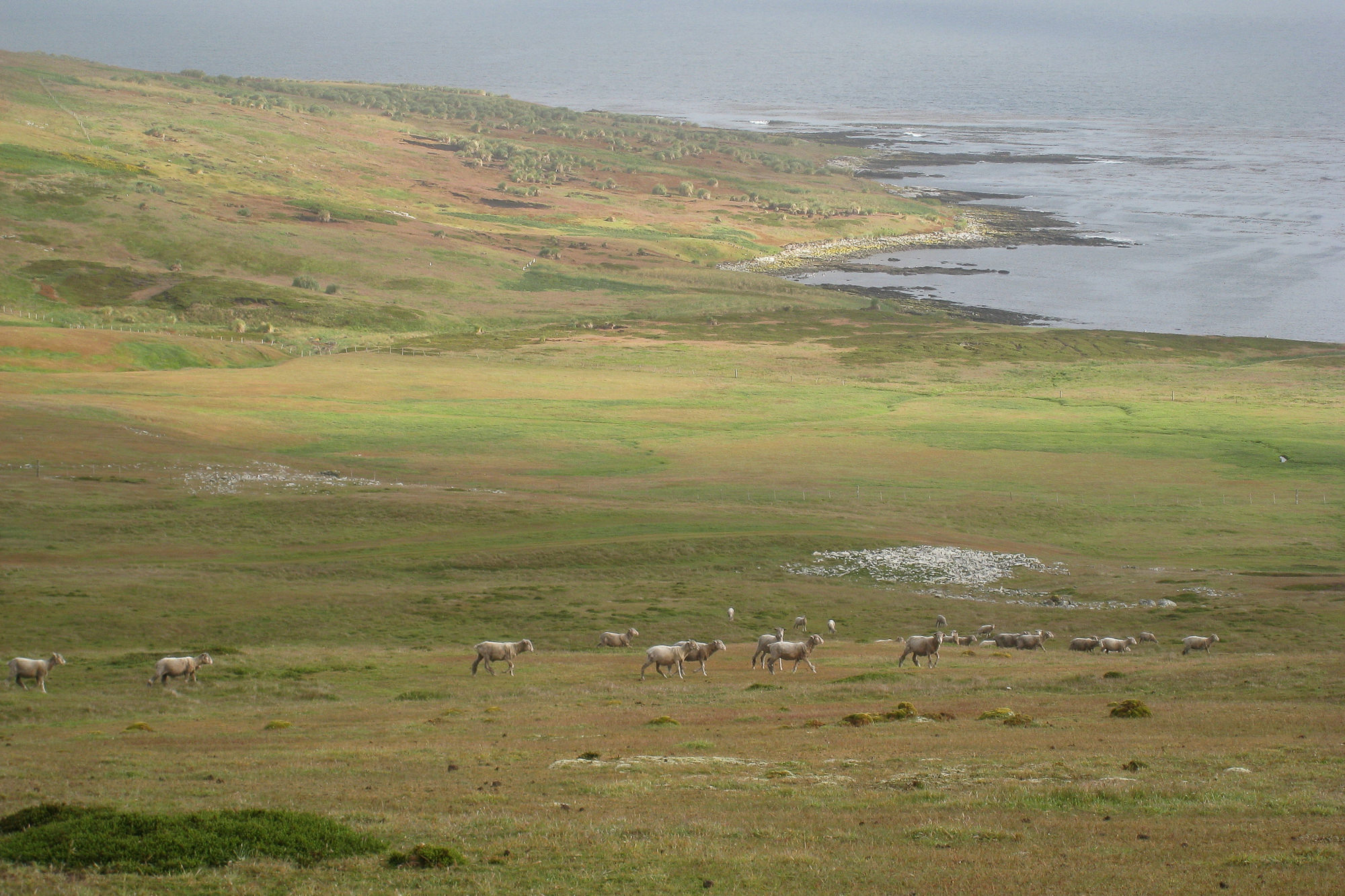 typical scene on New Island