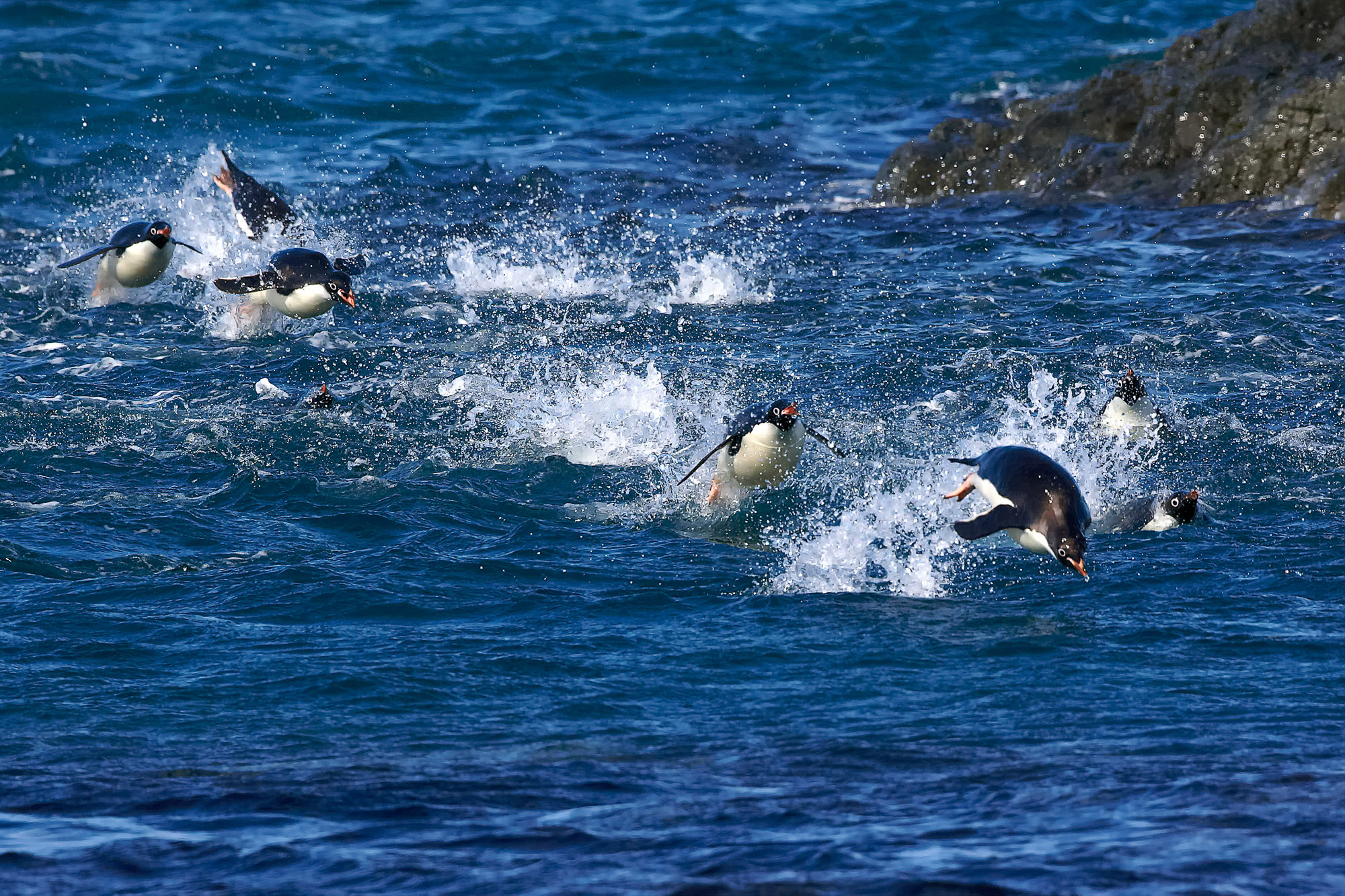 adelie penguins, swimming competition